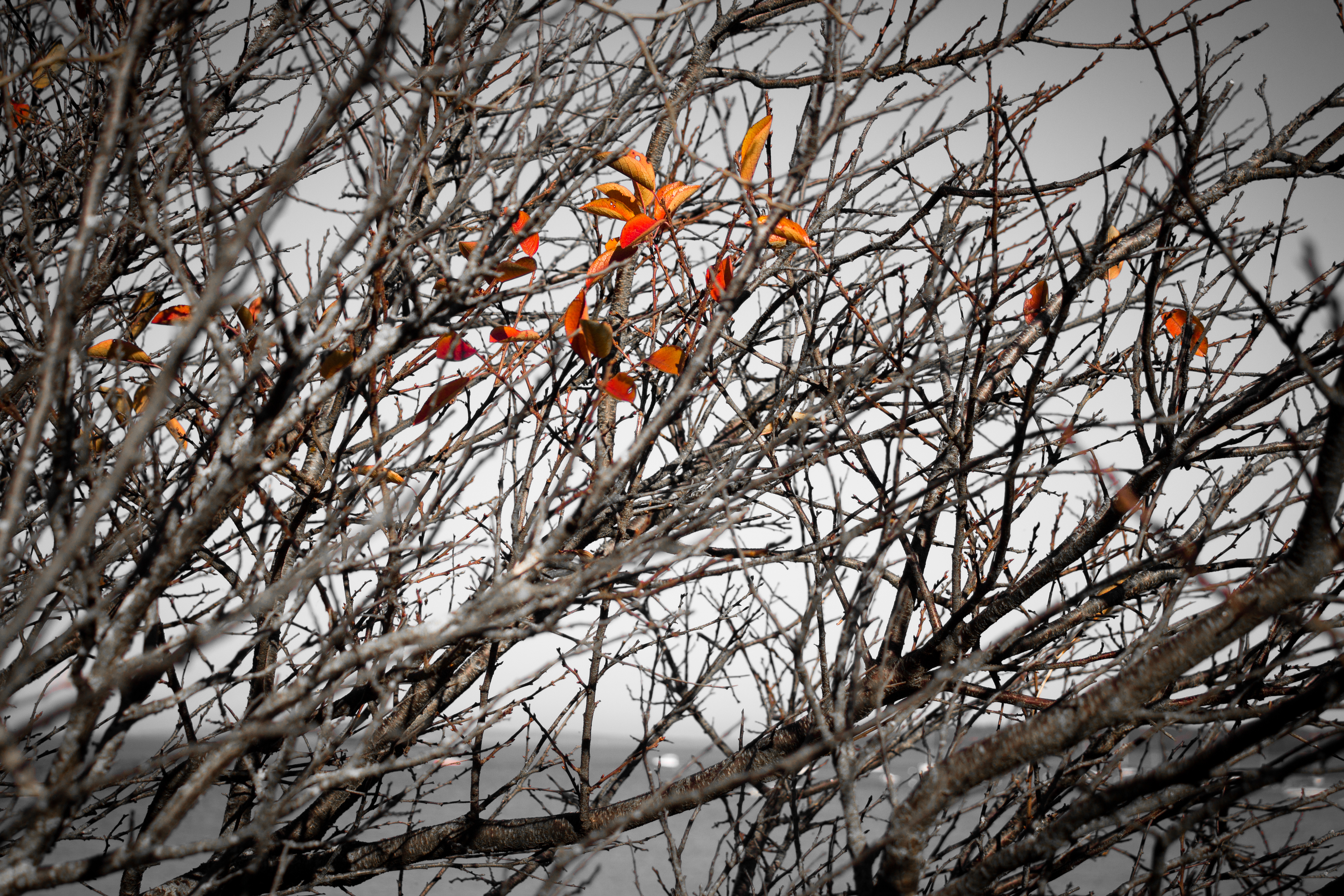 Leaves and Trees, Portland, Maine