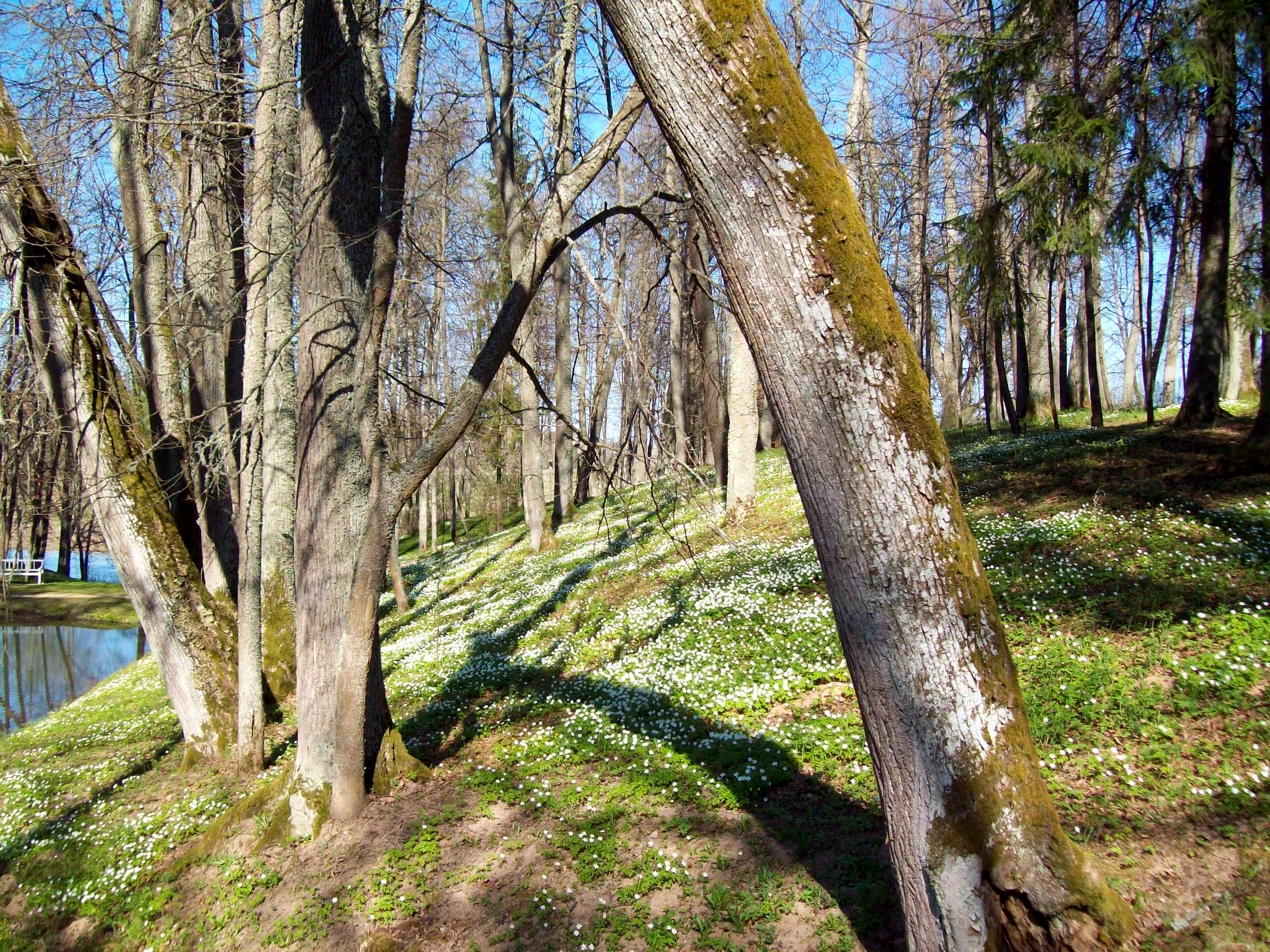 Forest, Pushkinskiye Gory