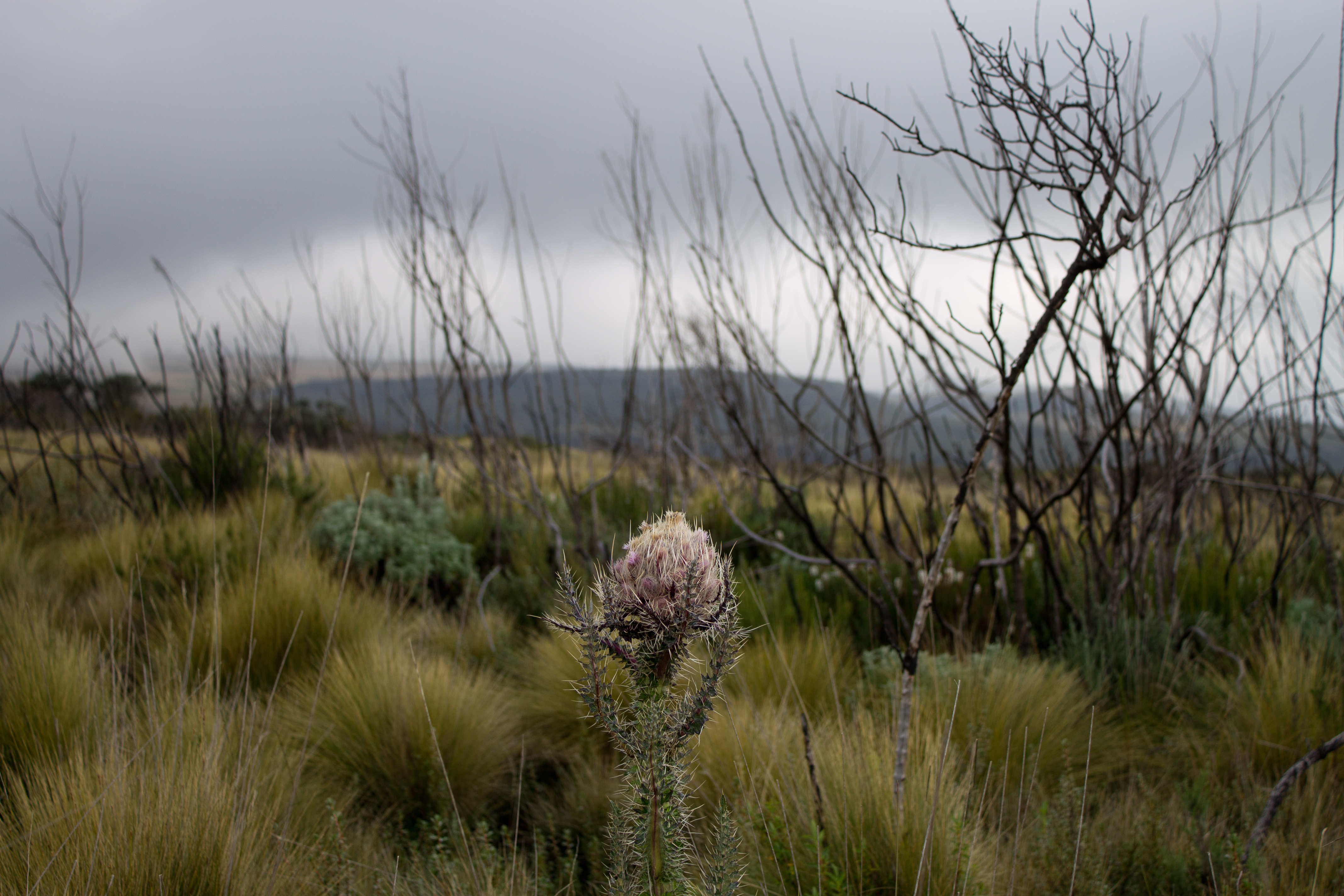 Thistle Flower, Mount Kenya