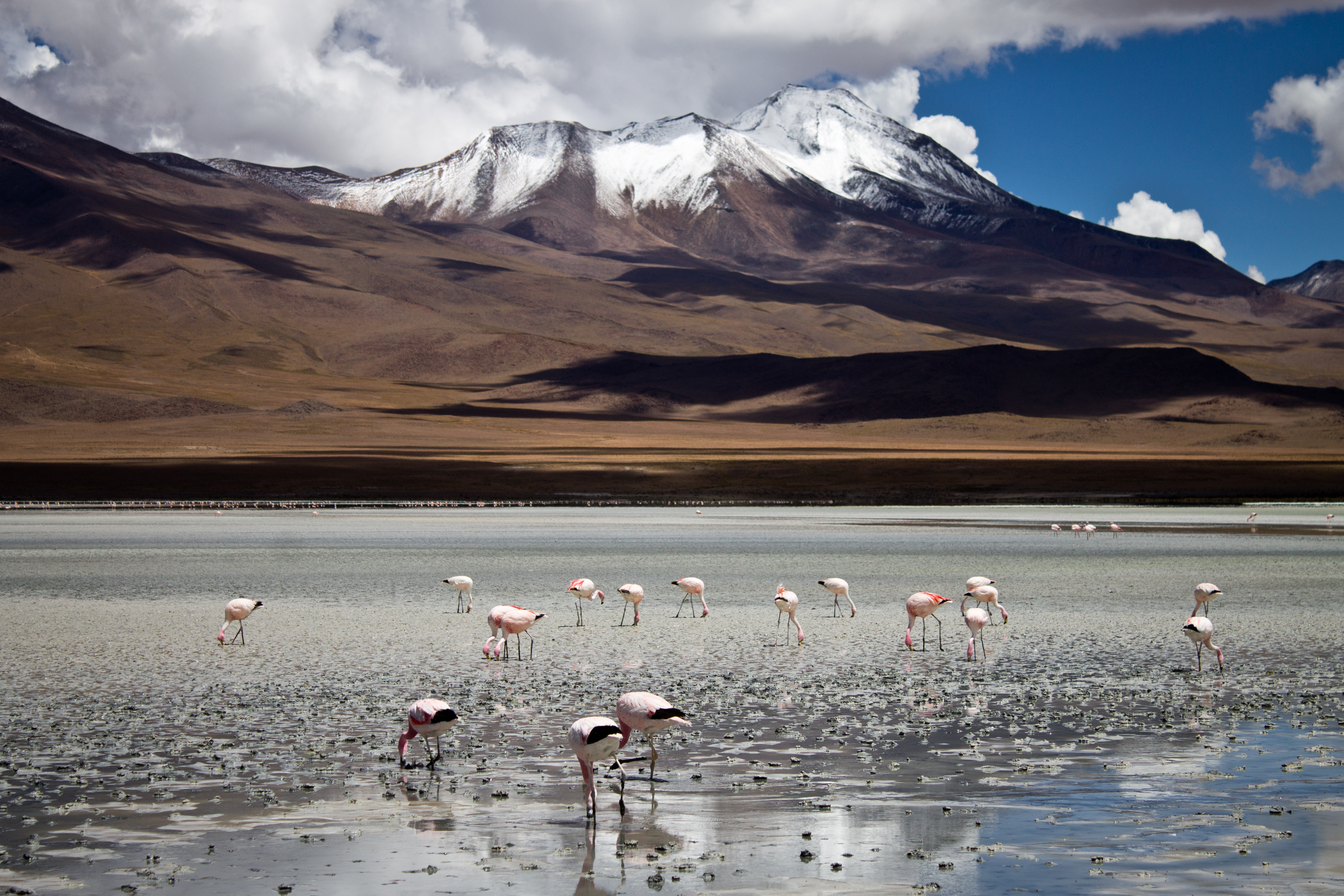 Flamingos, Laguna Honda, Bolivia