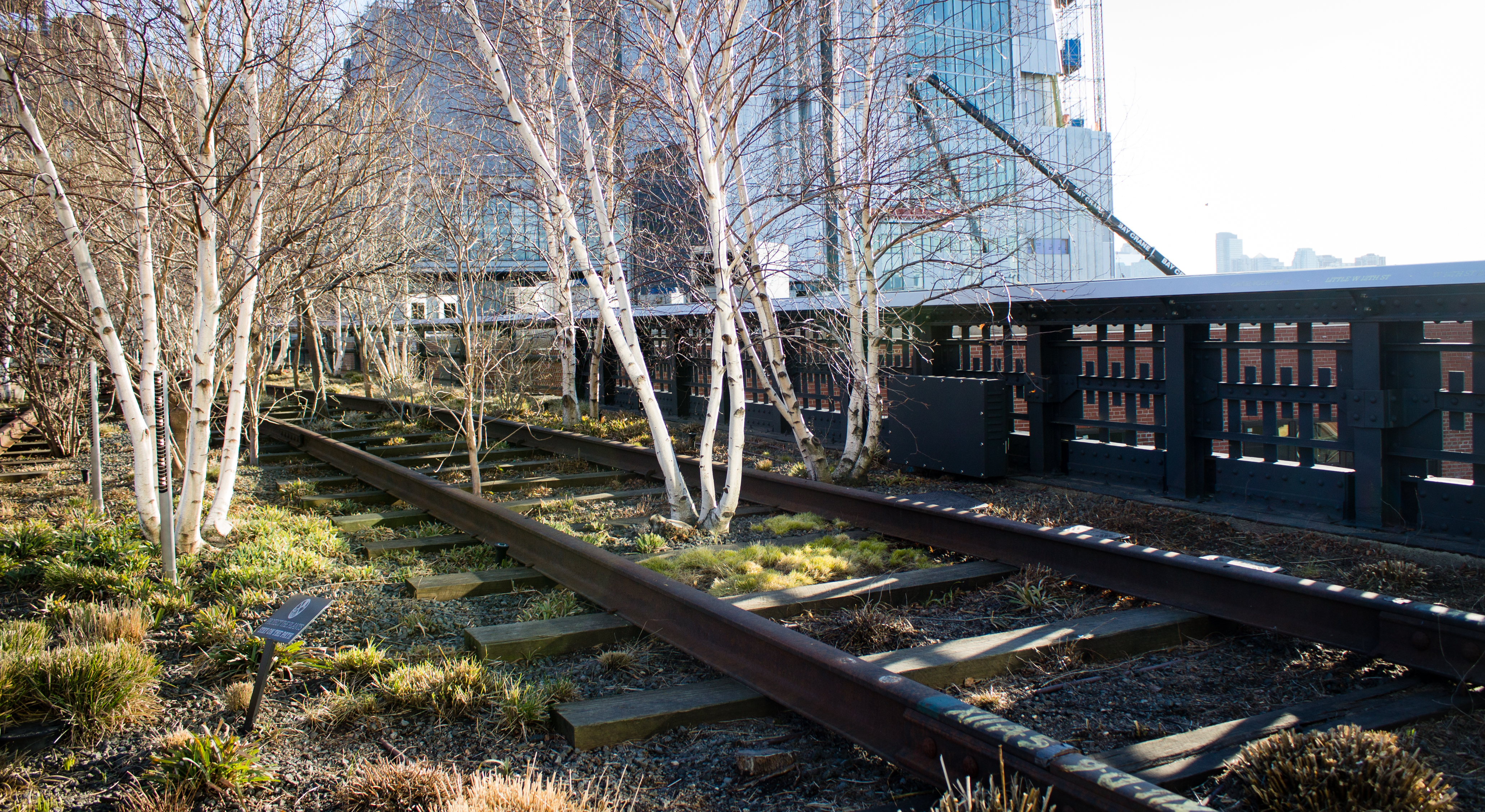 Birches on the High Line, NYC