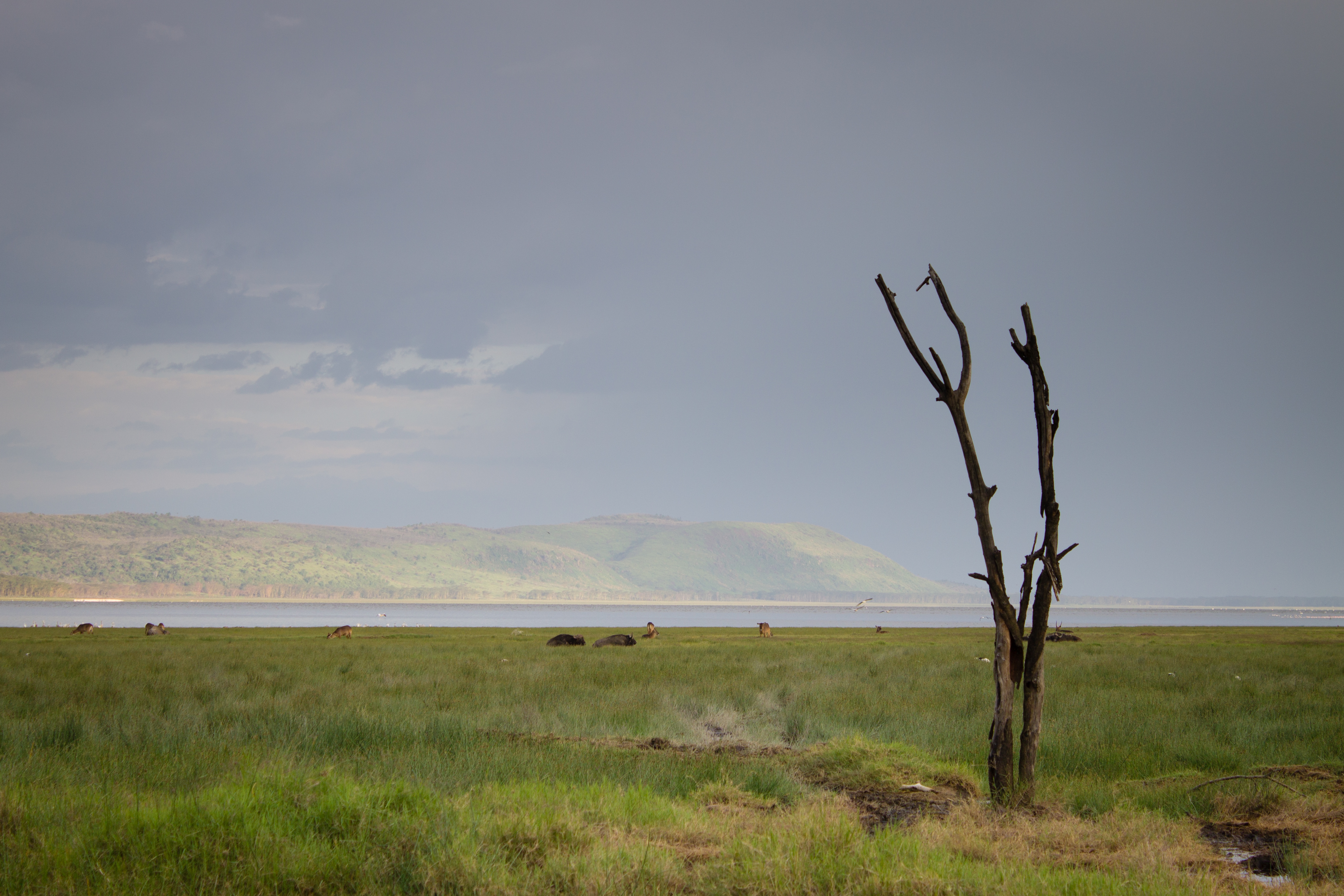 Dead Tree by Lake Nakuru