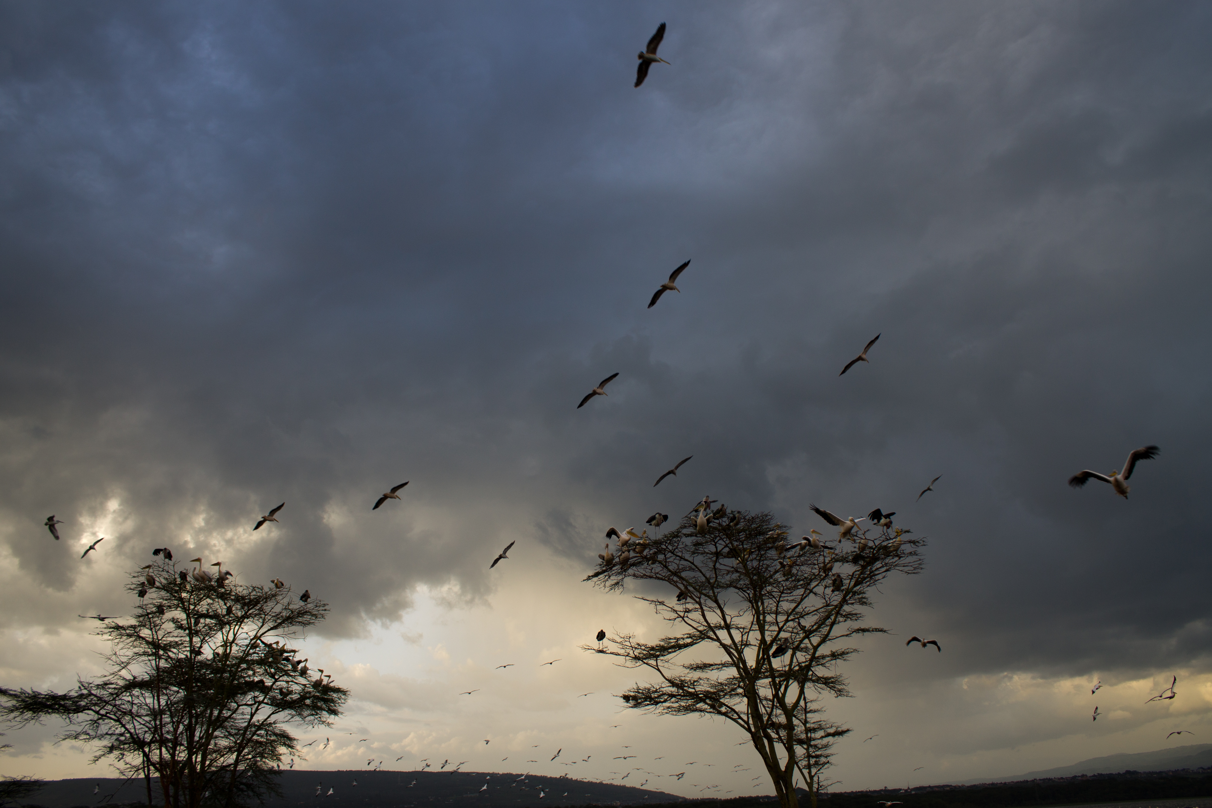 Storks of Lake Nakuru