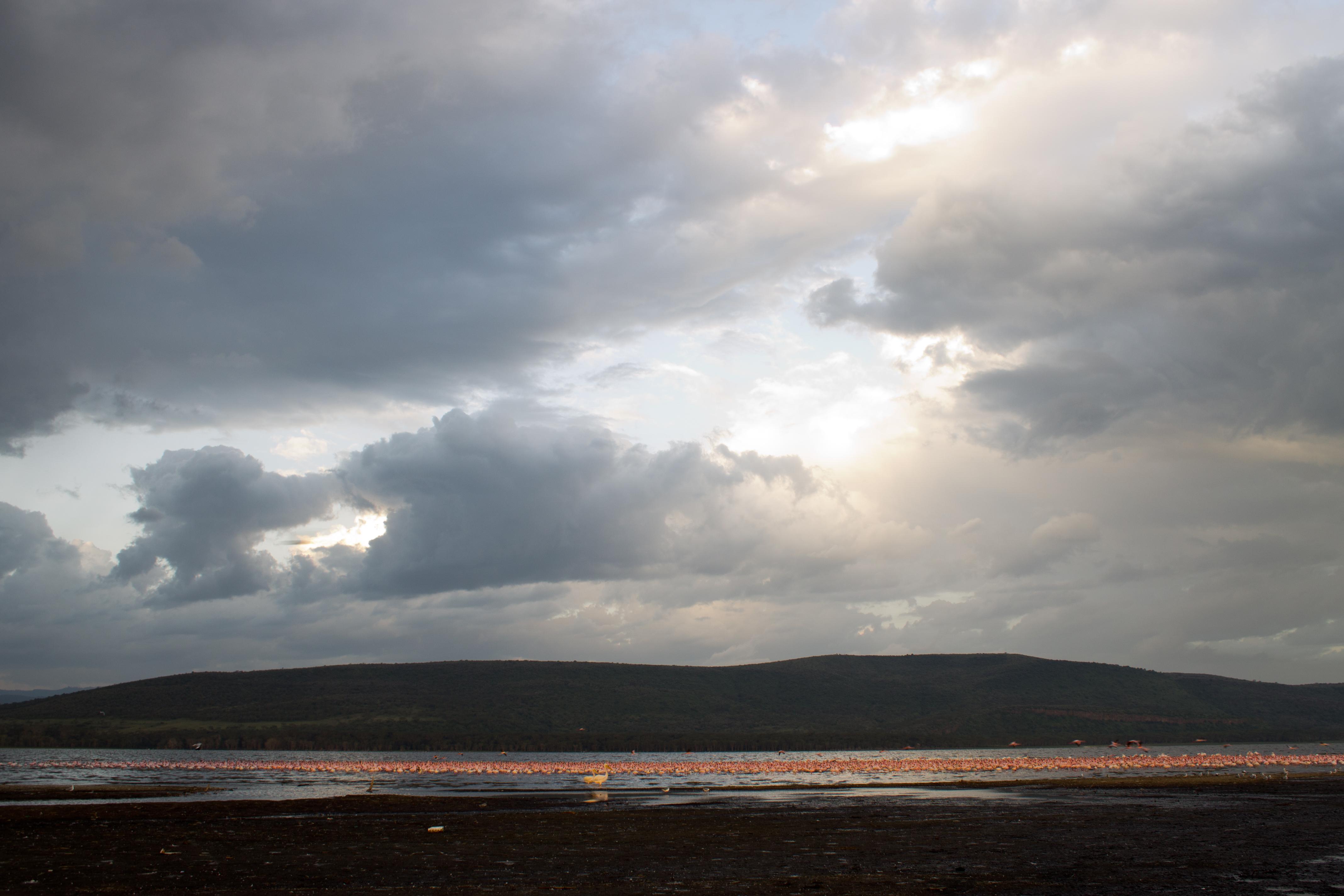 Flamingoes on Lake Nakuru