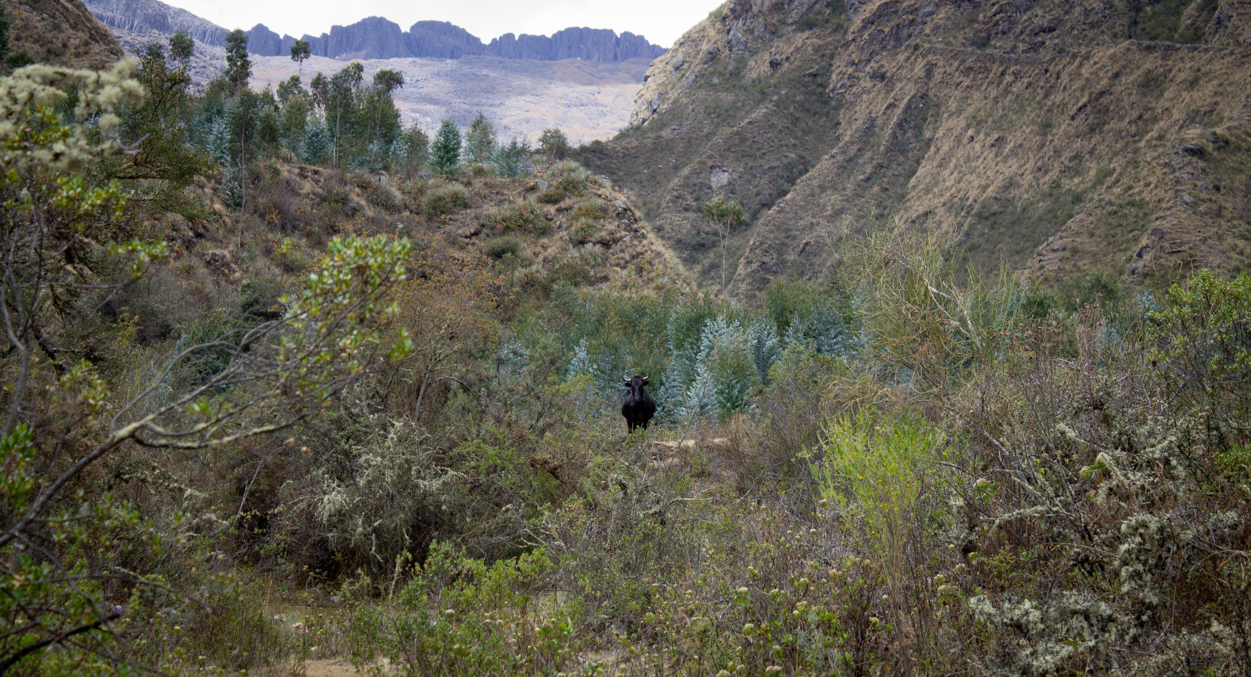 Cow Near Chicon Glacier