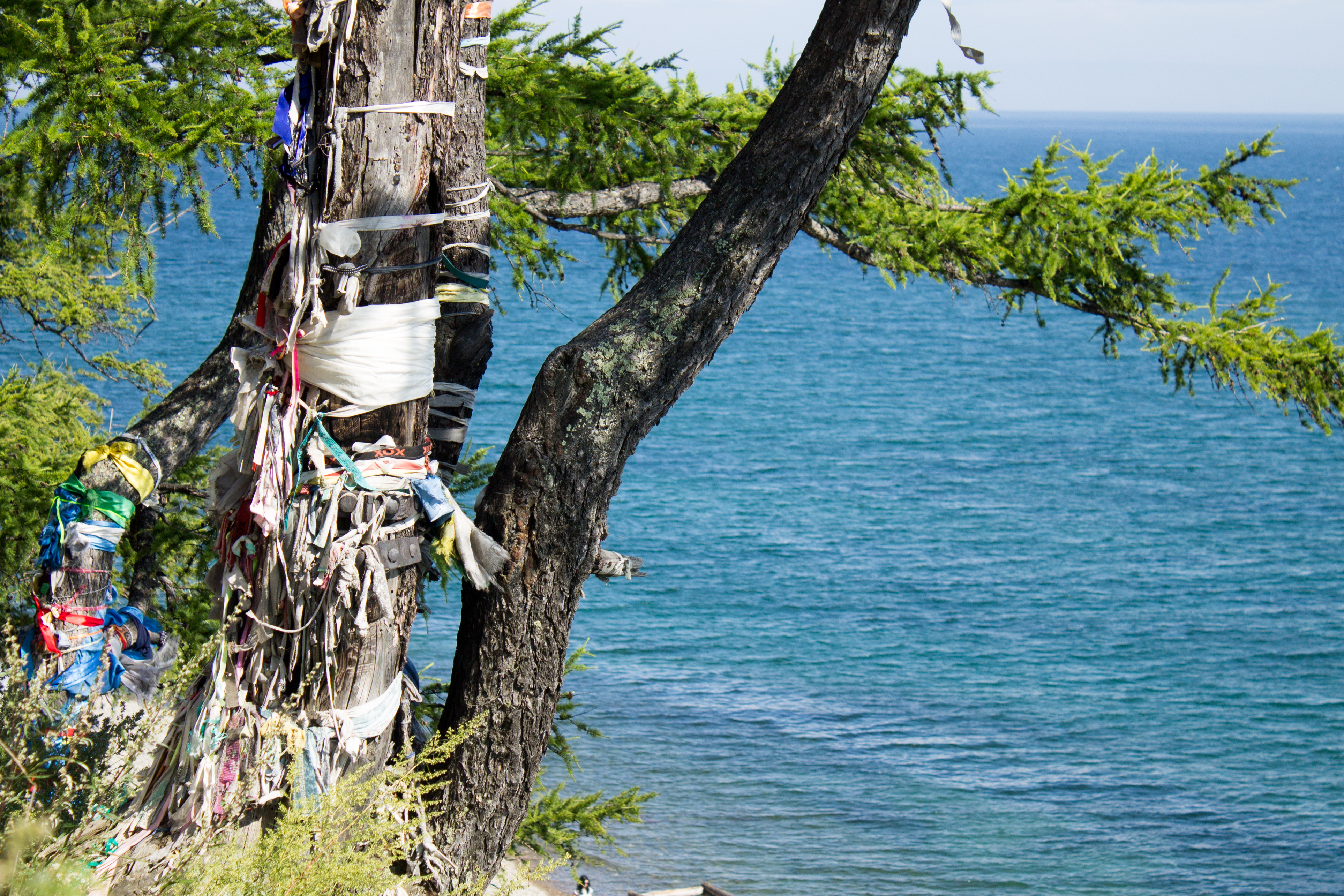 Tree by Lake Baikal
