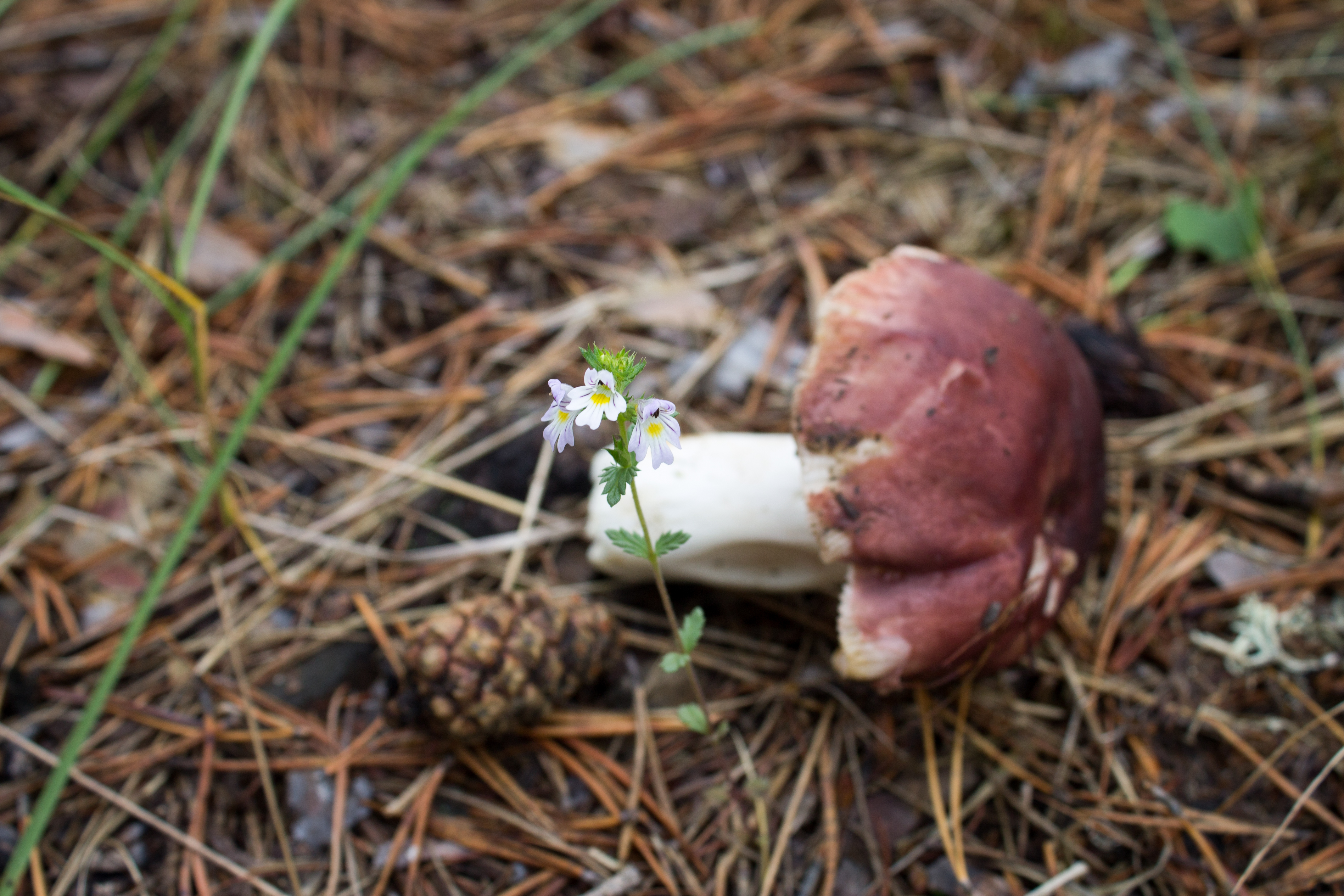 Flower, Pinecone, Mushroom, Siberia