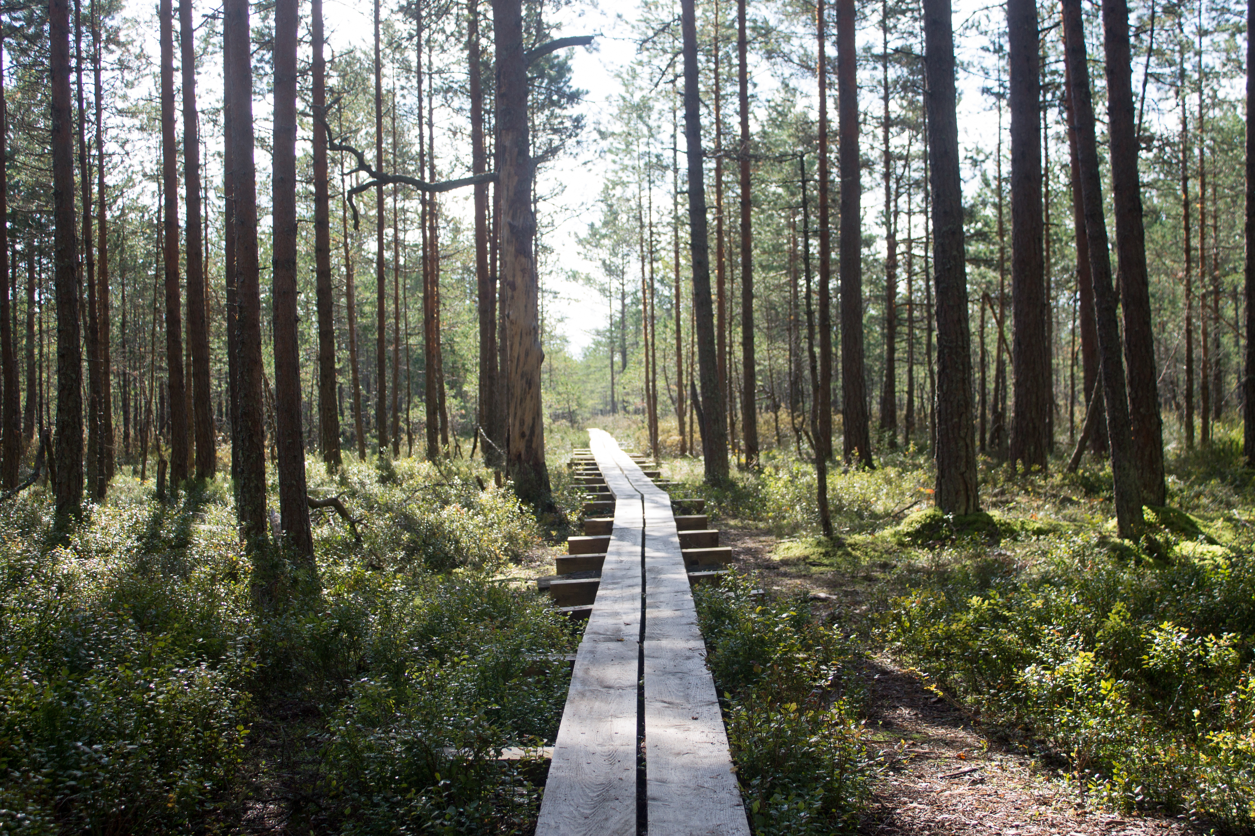 Path into Viru Bog