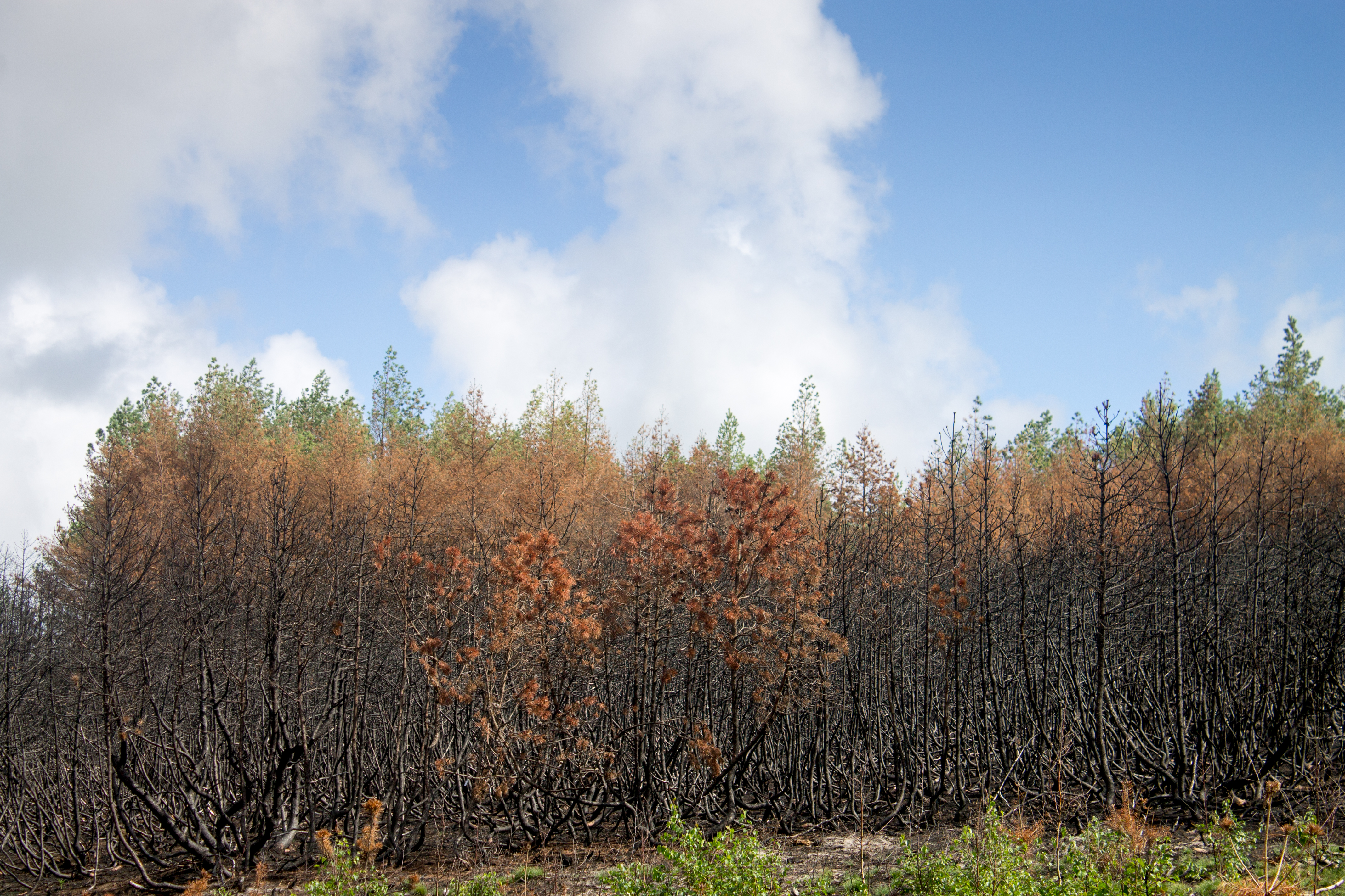 Burnt Forest, Curonian Spit