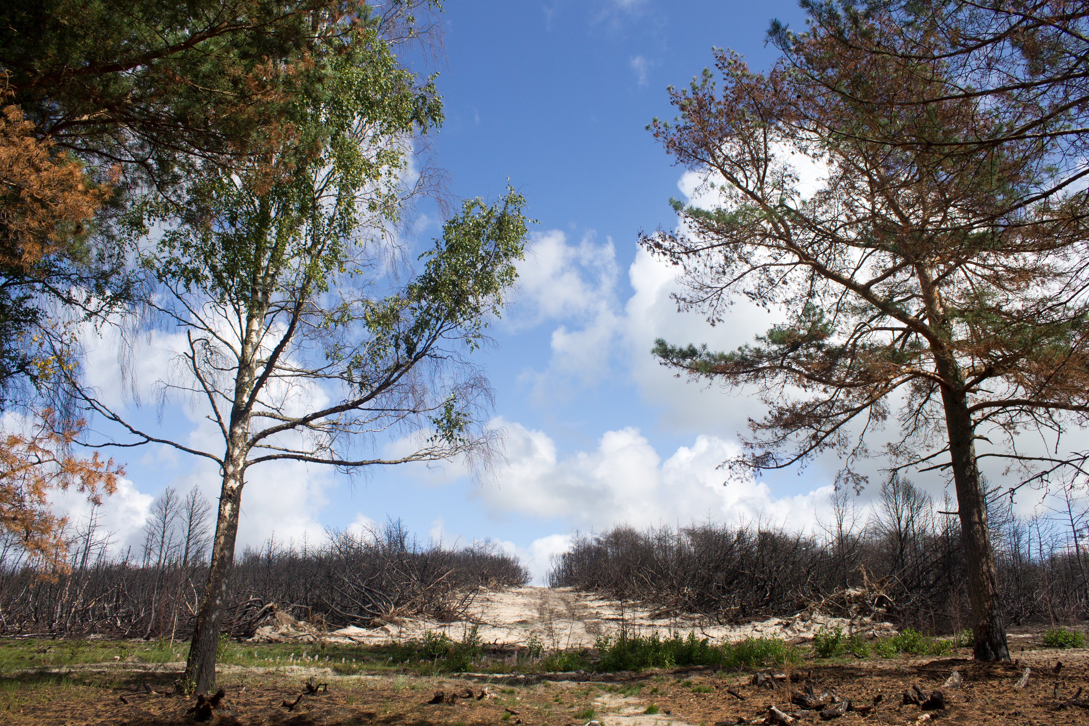 Path through Burnt Forest, Curonian Spit