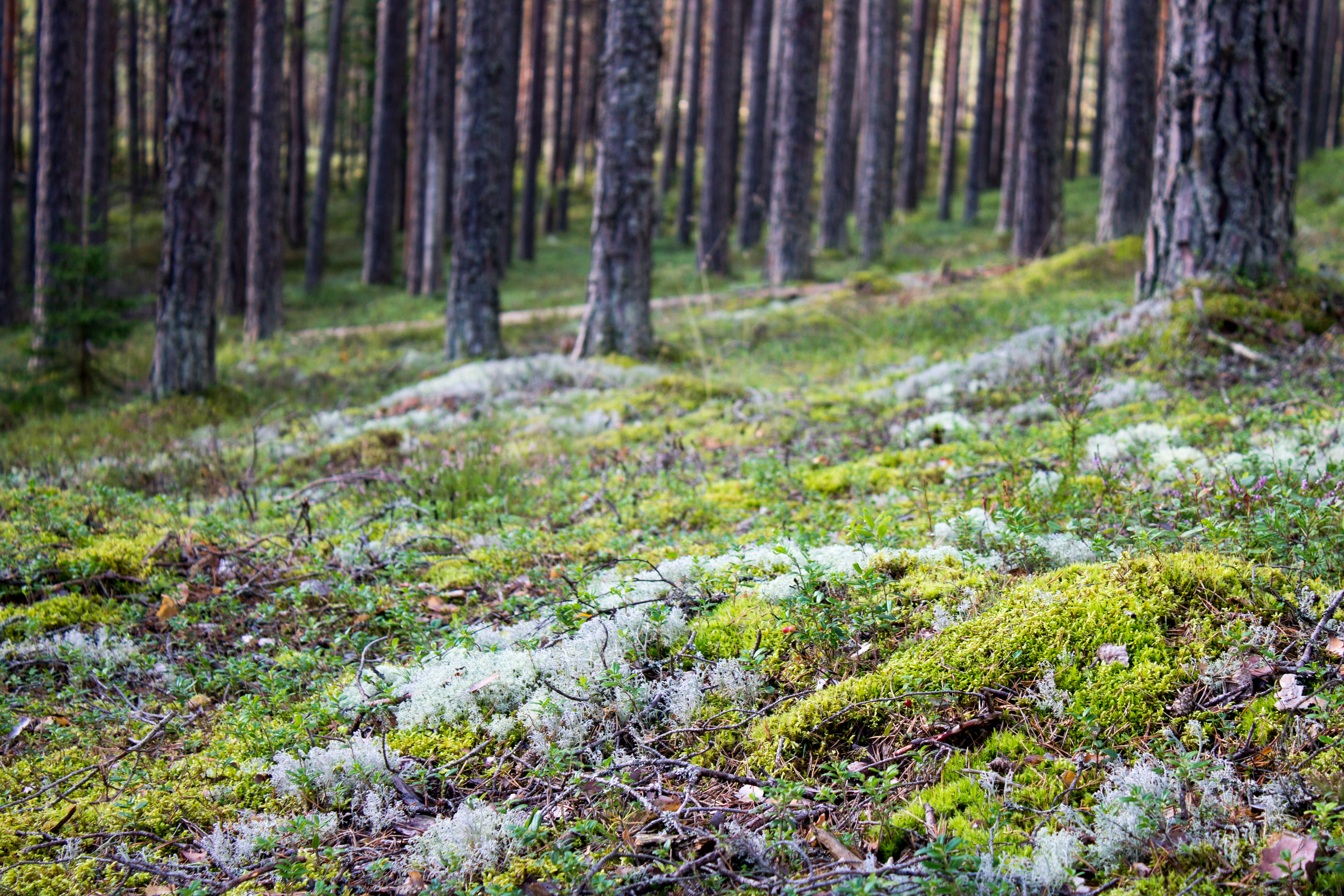 Moss in Lahemaa National Park