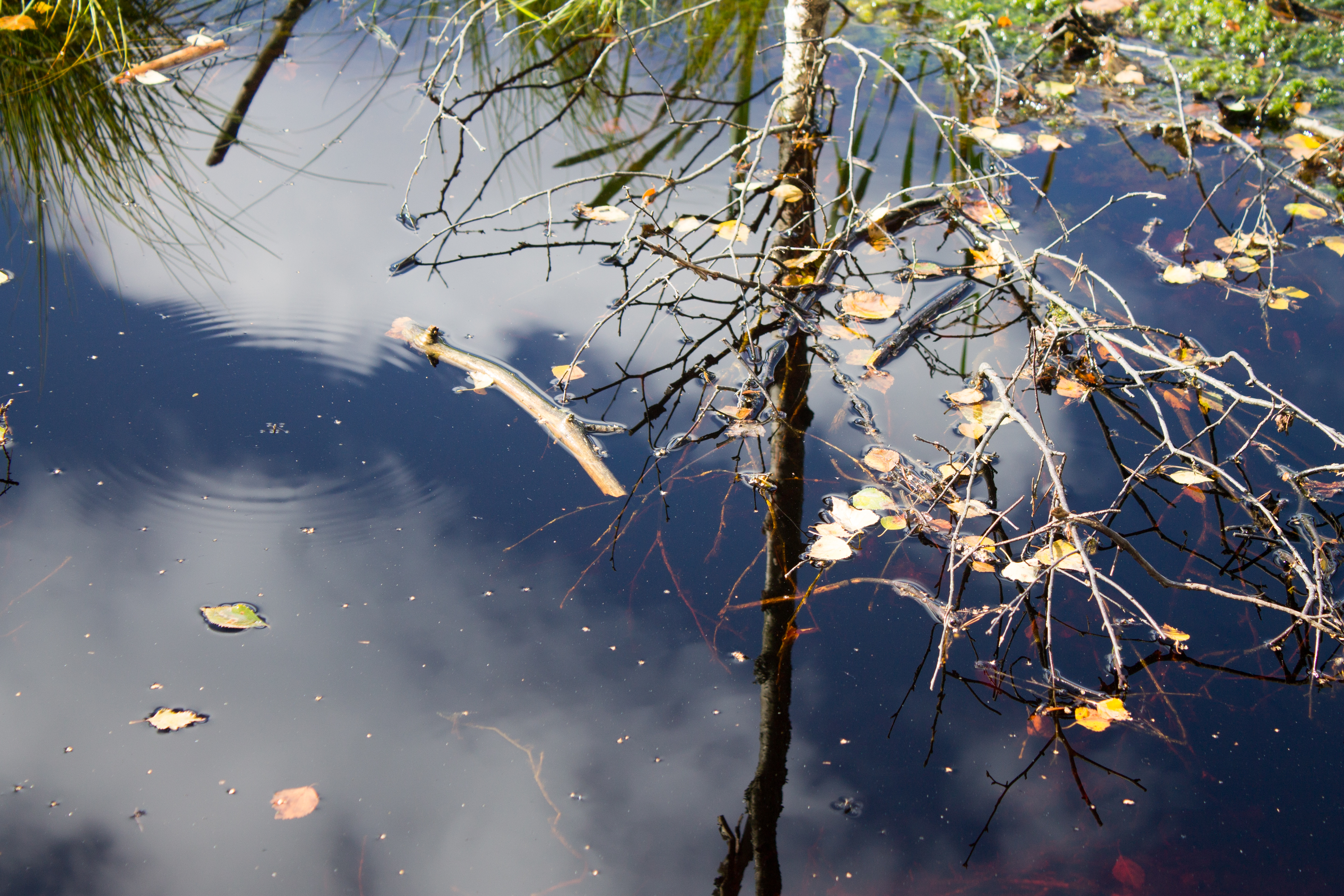 Viru Bog Reflection