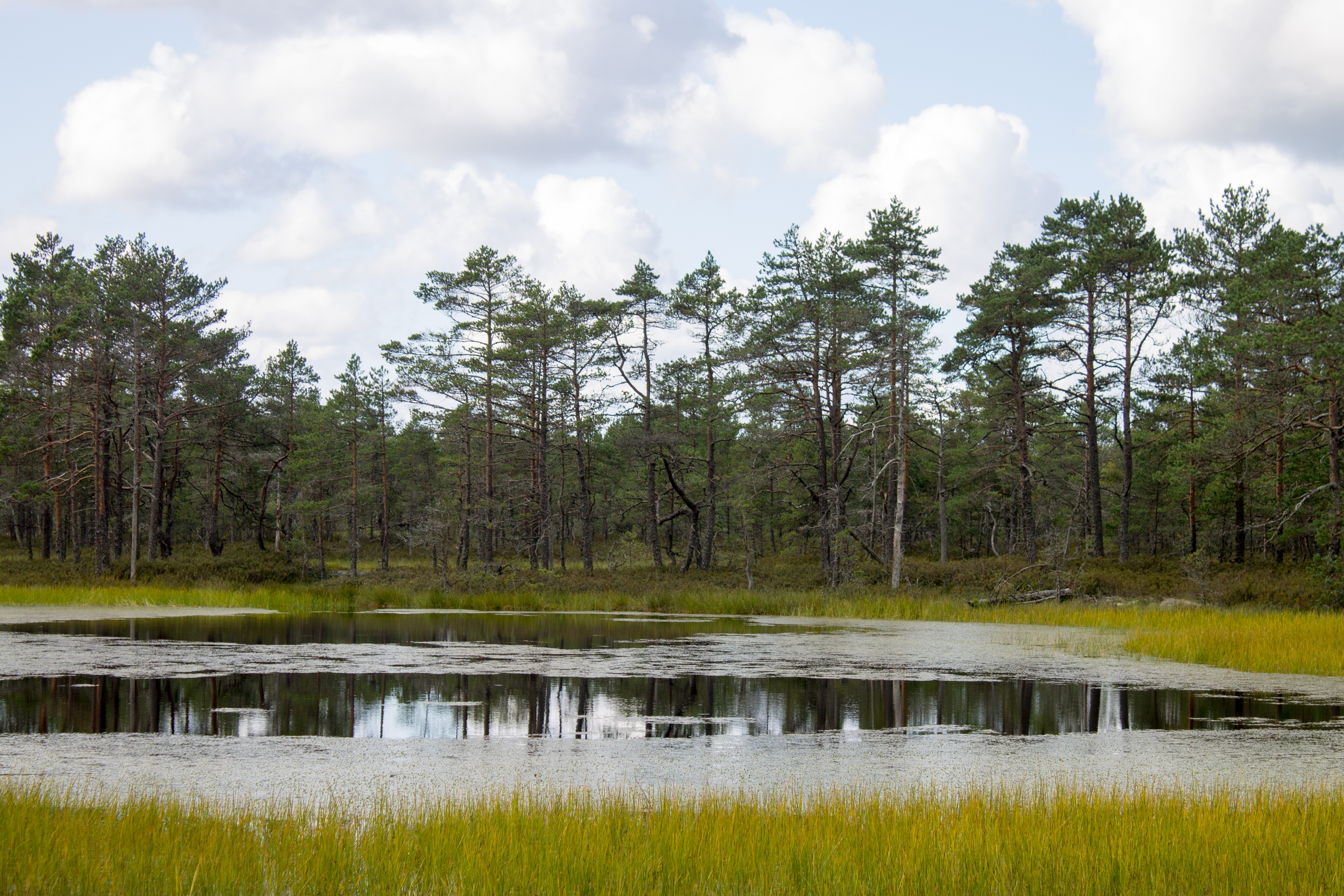 Pond, Viru Bog