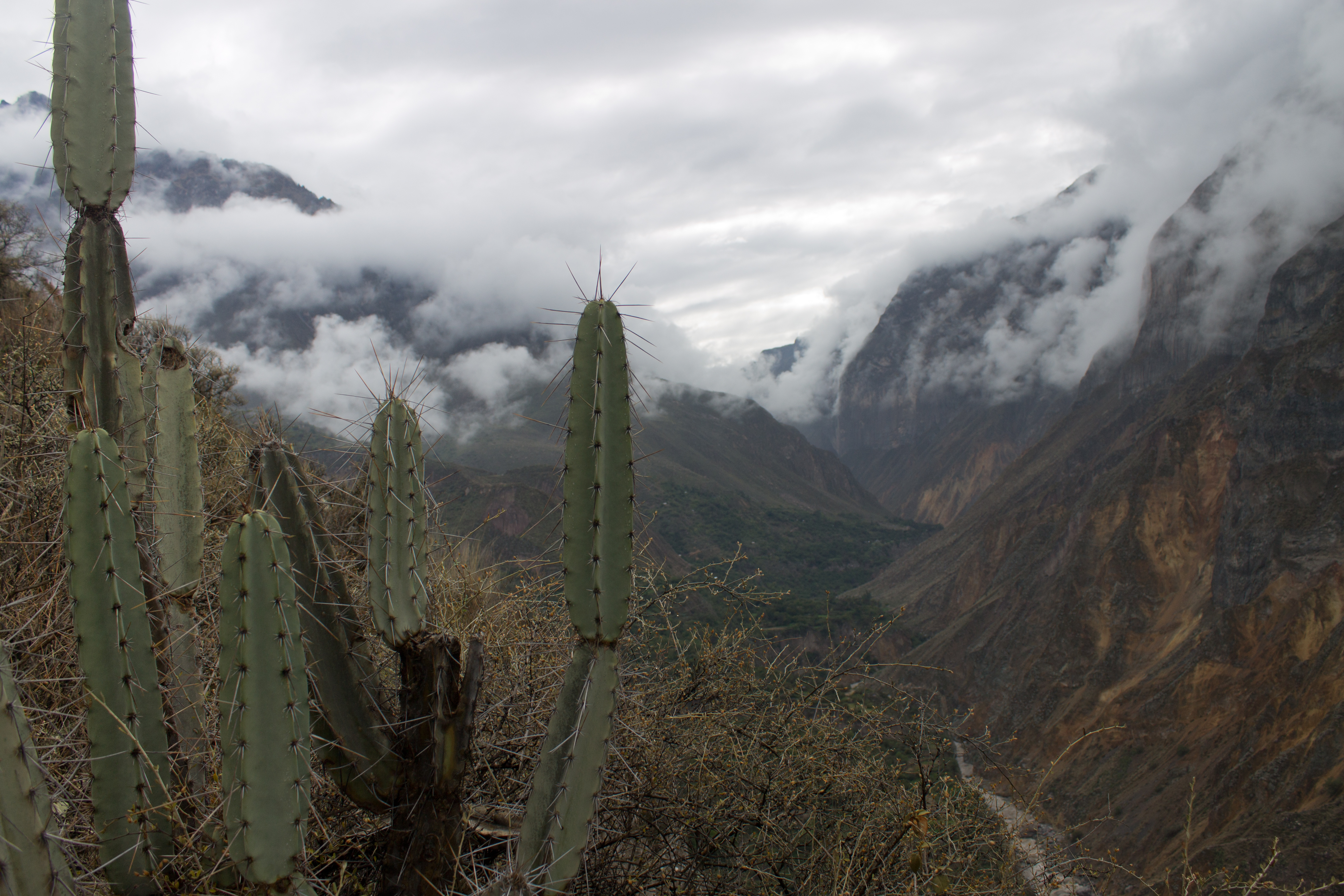 Colca Cactus