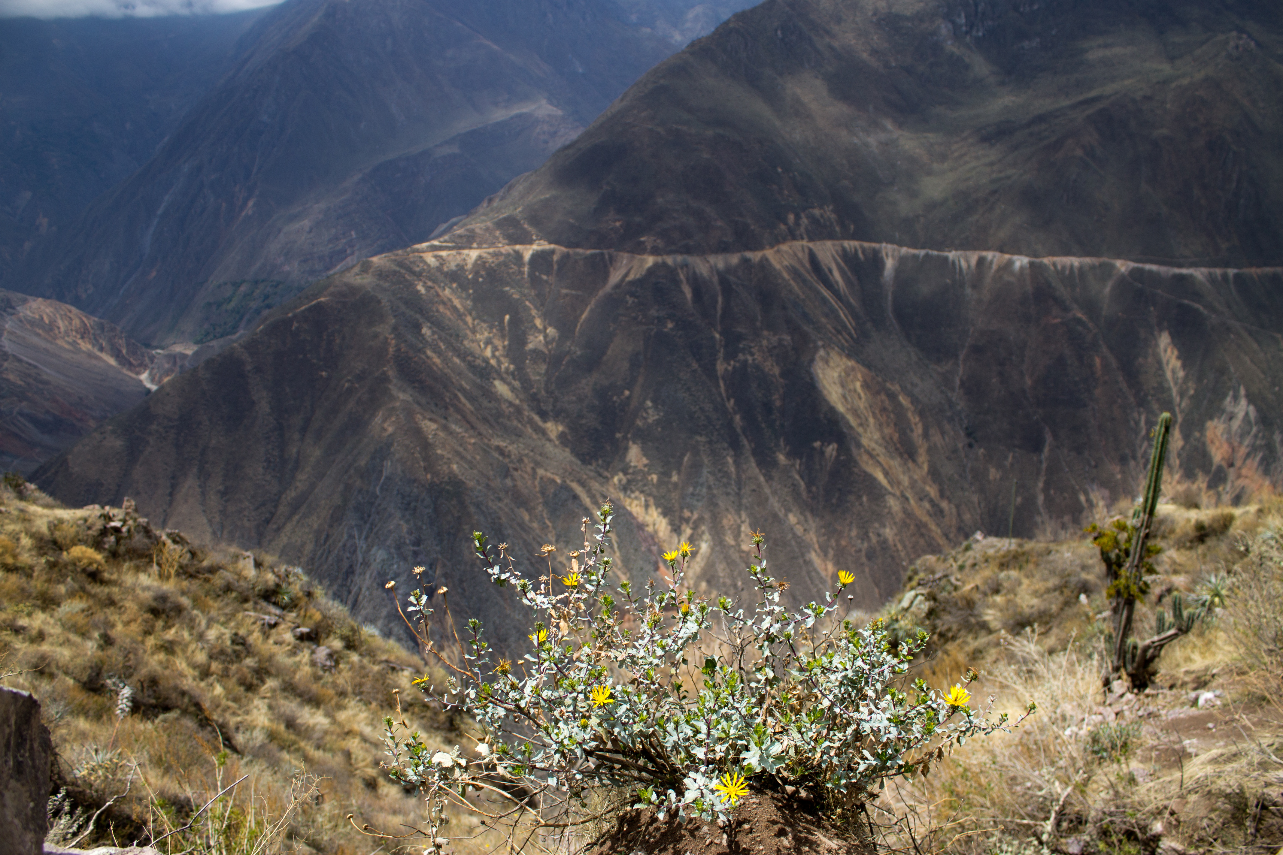 Hiking out of Colca