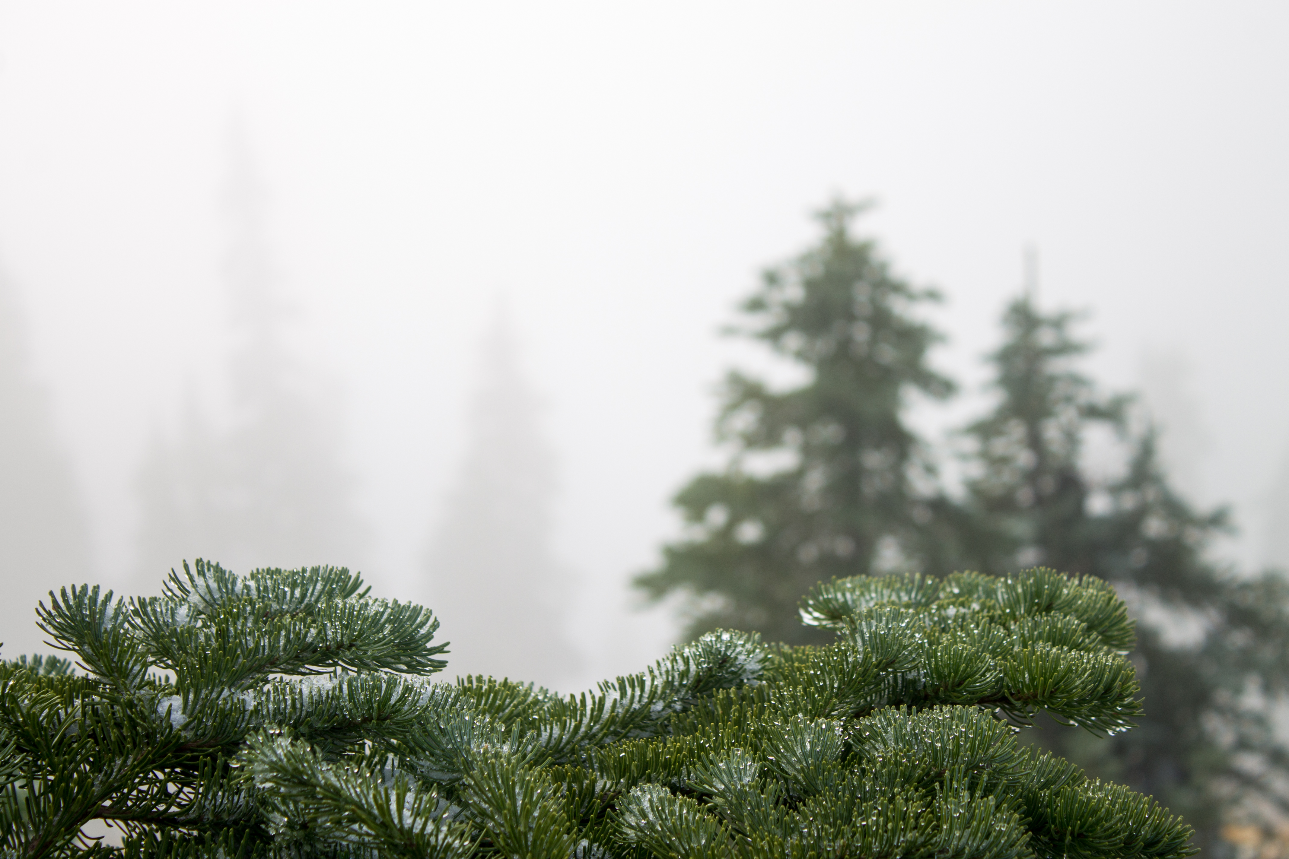 Pine and Droplets