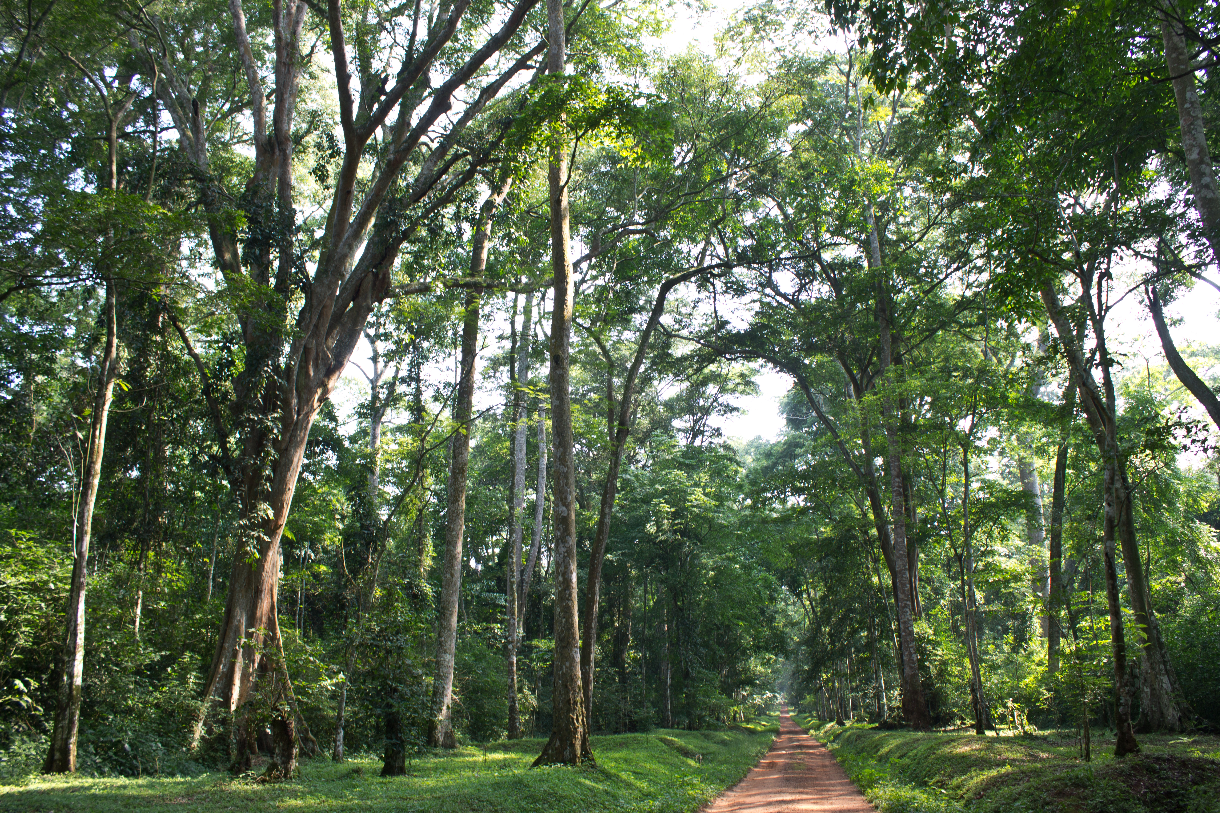 The Royal Mile, Budongo Forest