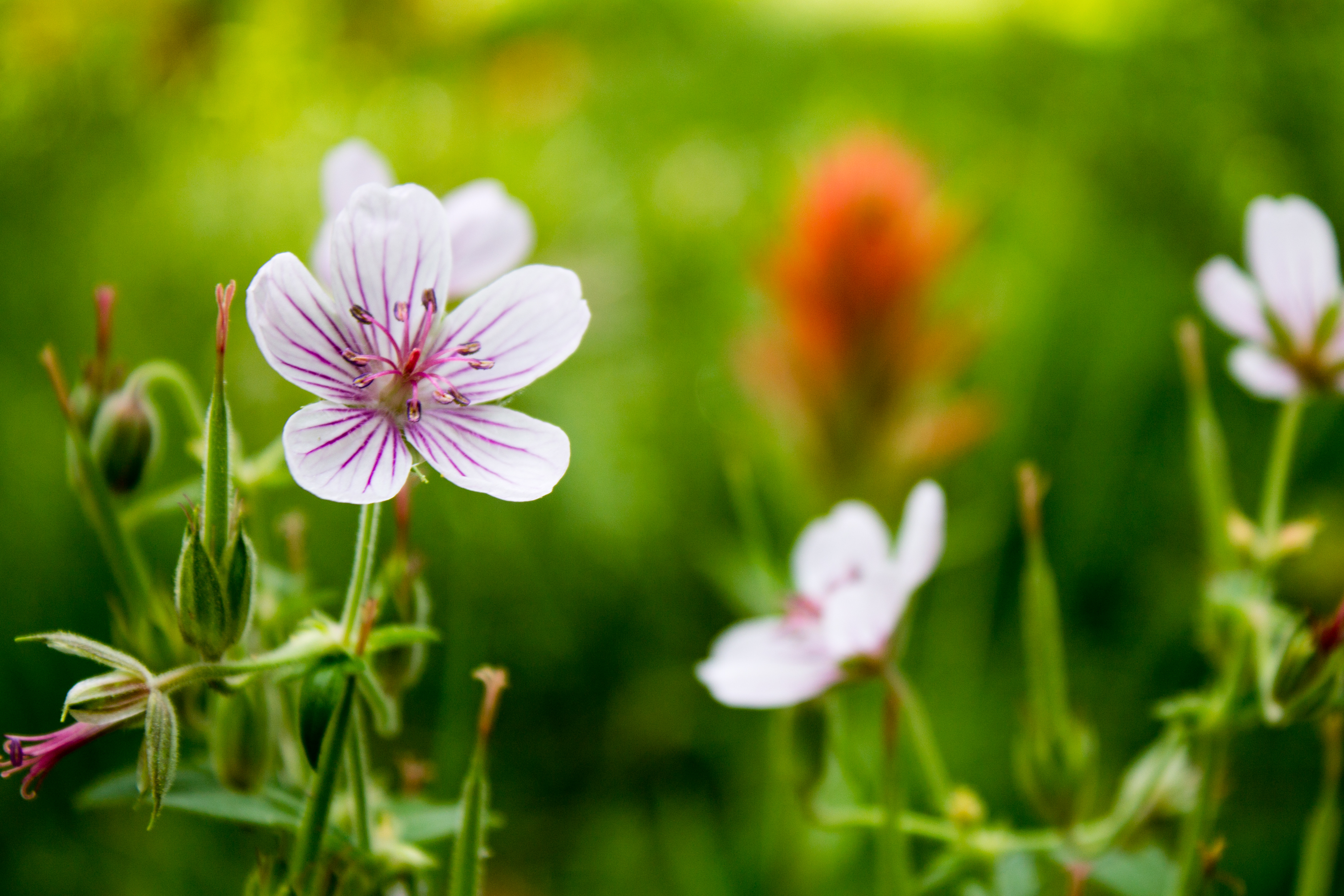 Lizard Creek Flowers