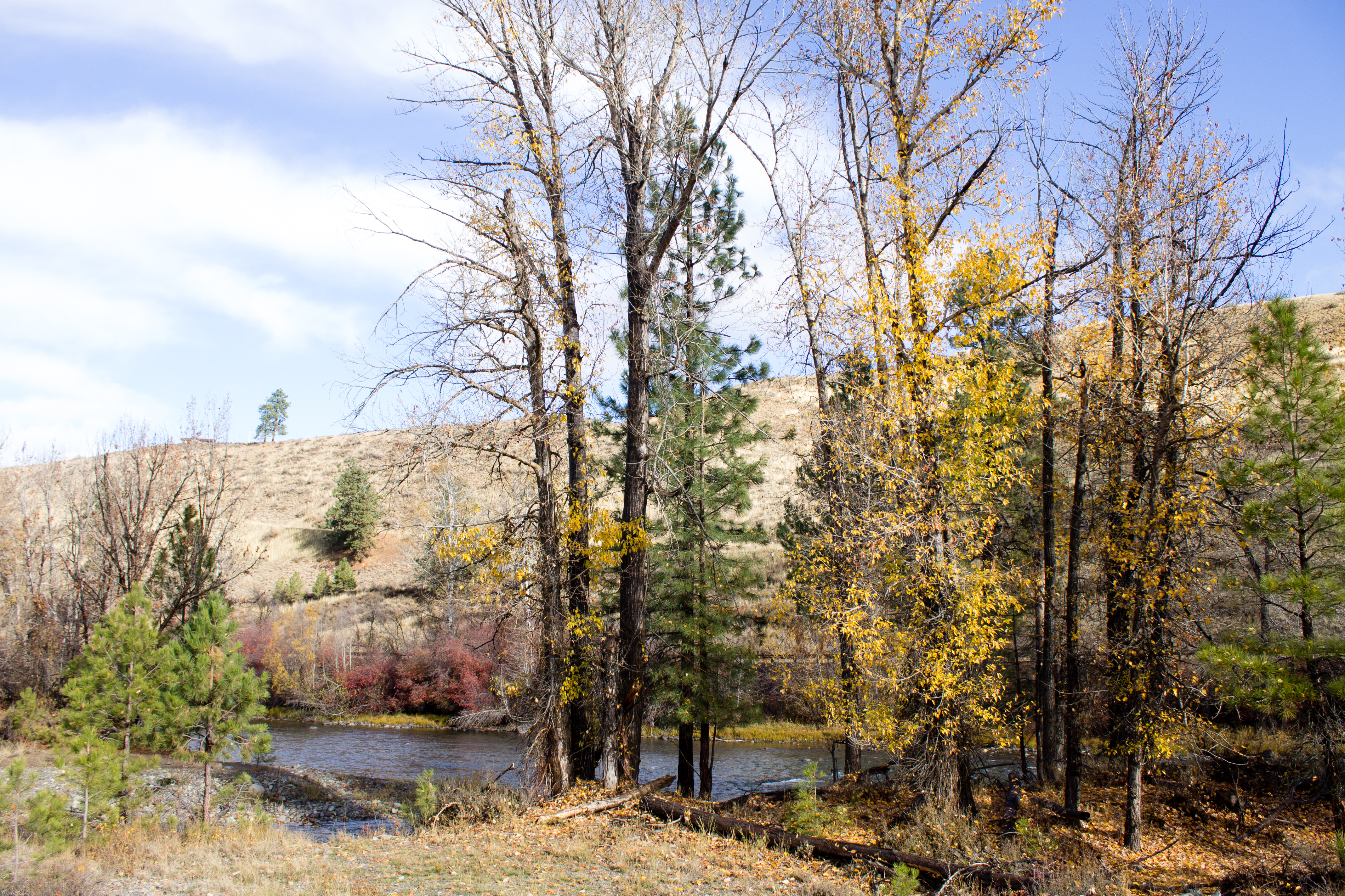 Winthrop Autumn Trees