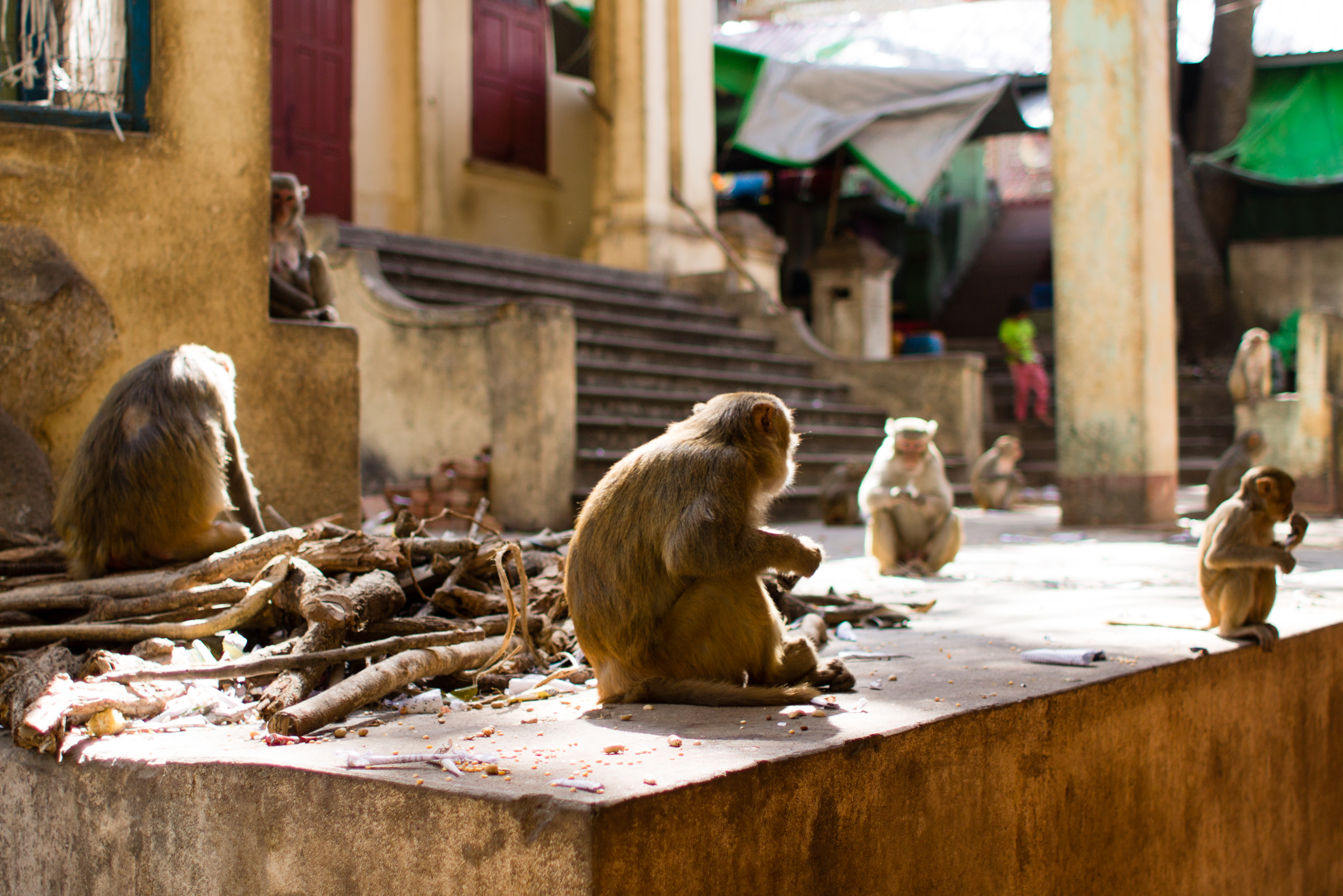 Mount Popa's Monkeys