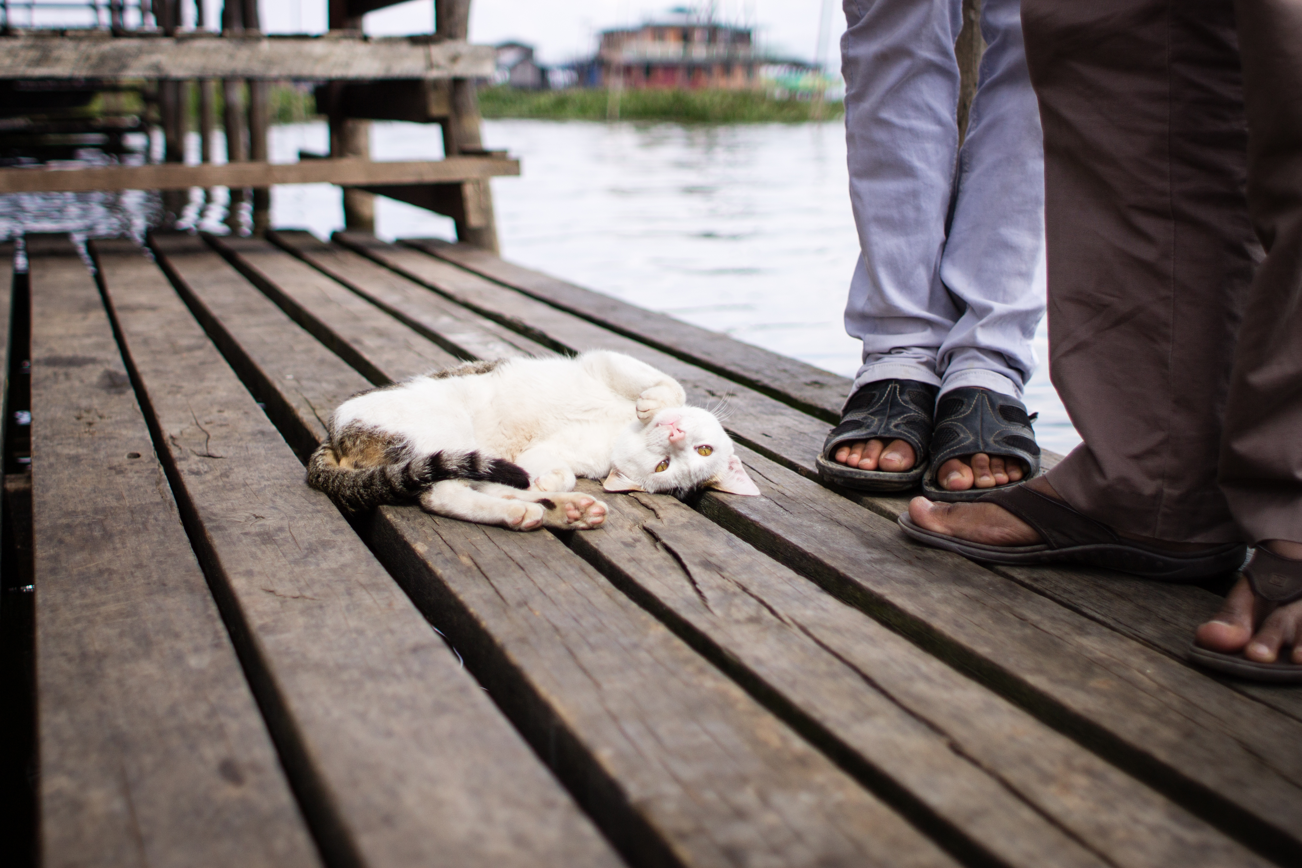 Jumping Cat Lake Inle