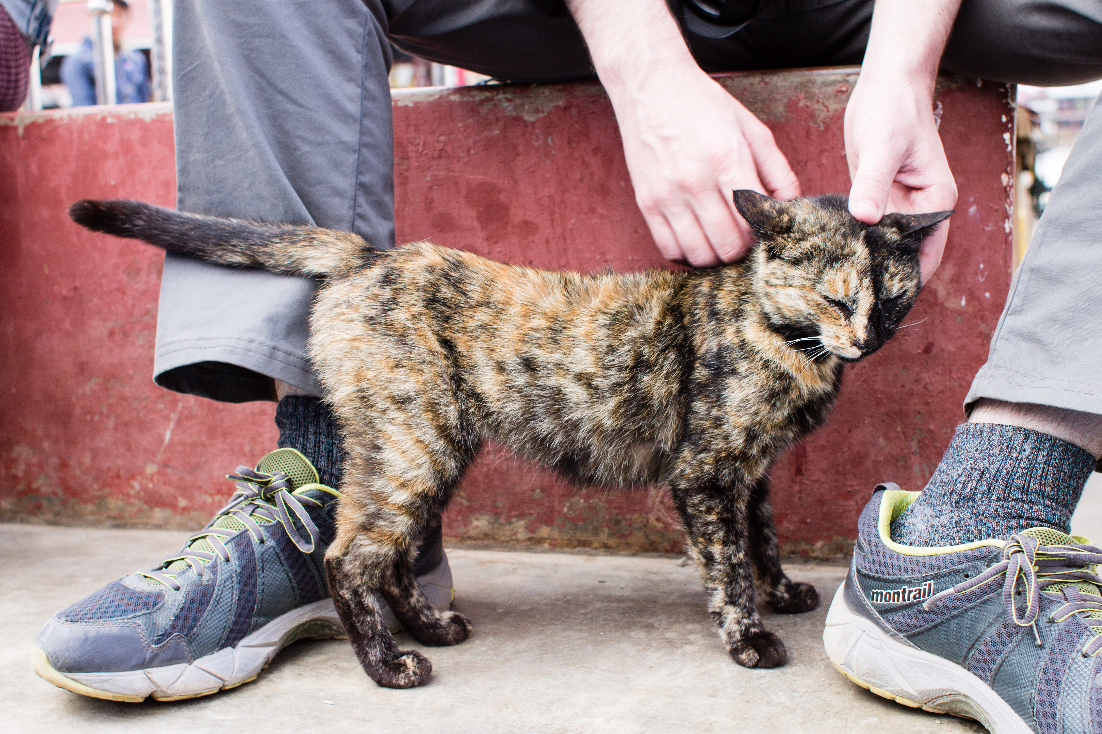 Temple Cat Lake Inle