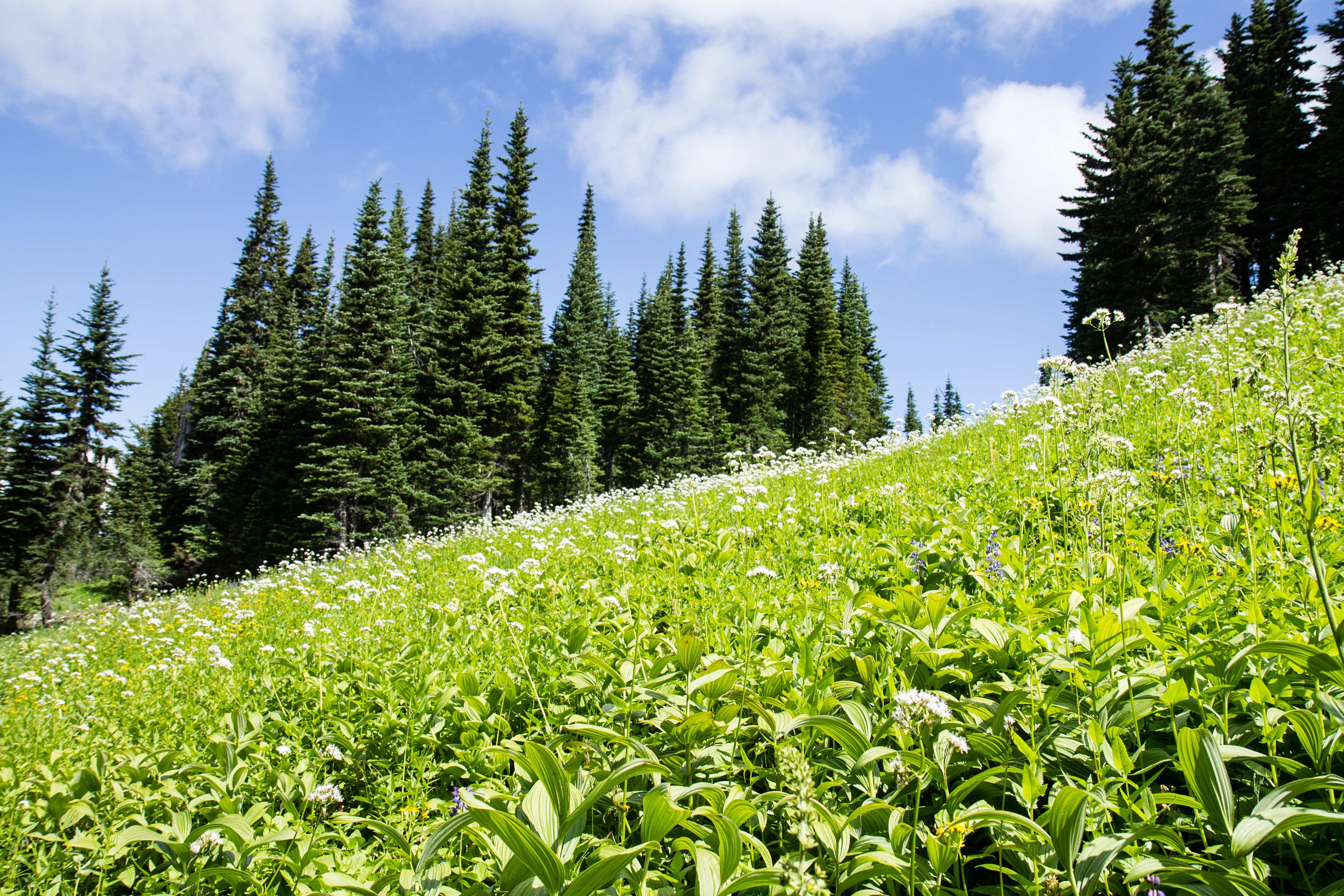 Hiking up Skyline Divide