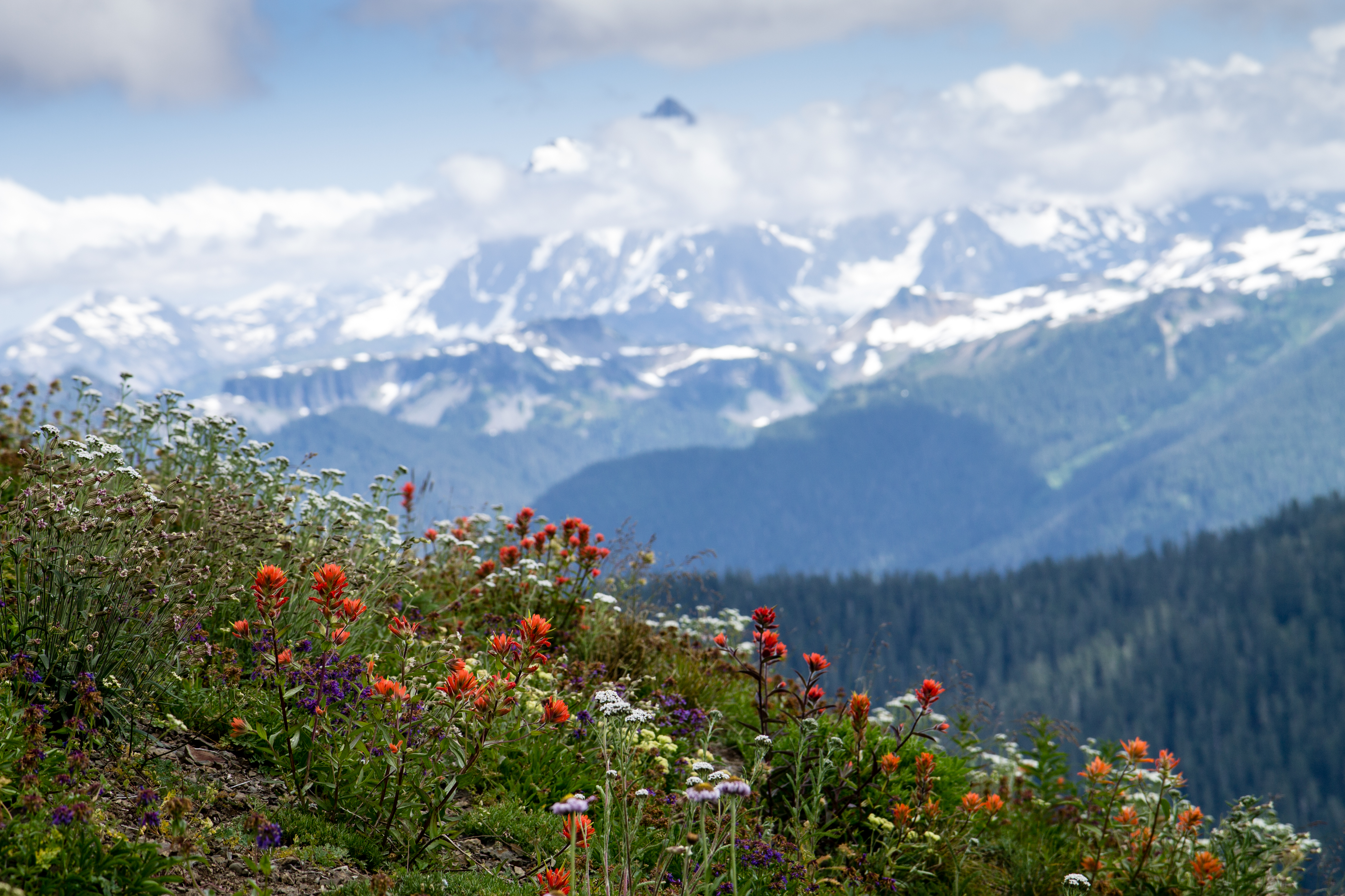 Flowers Atop Skyline Divide