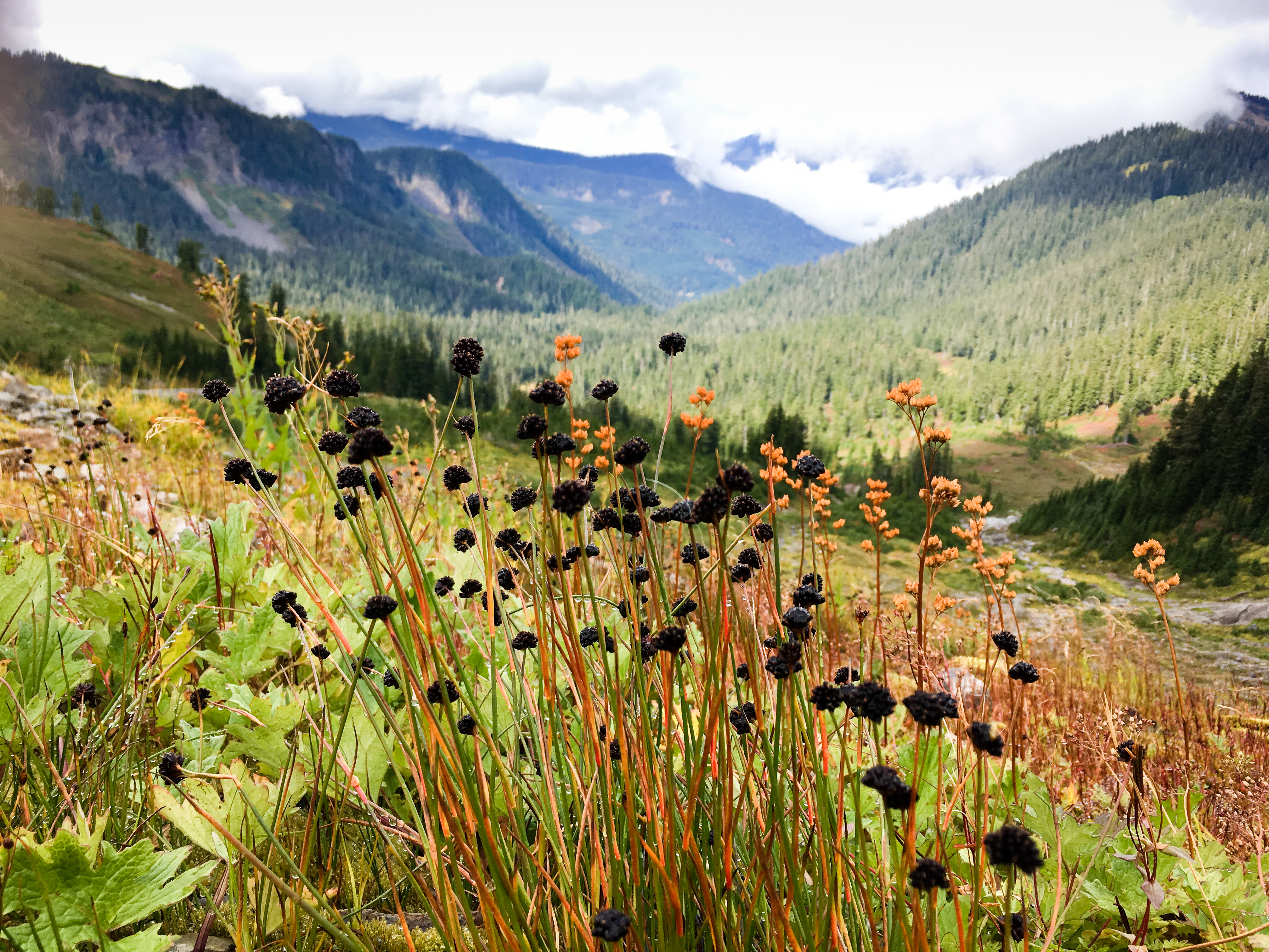 Funny Things on Ptarmigan Ridge
