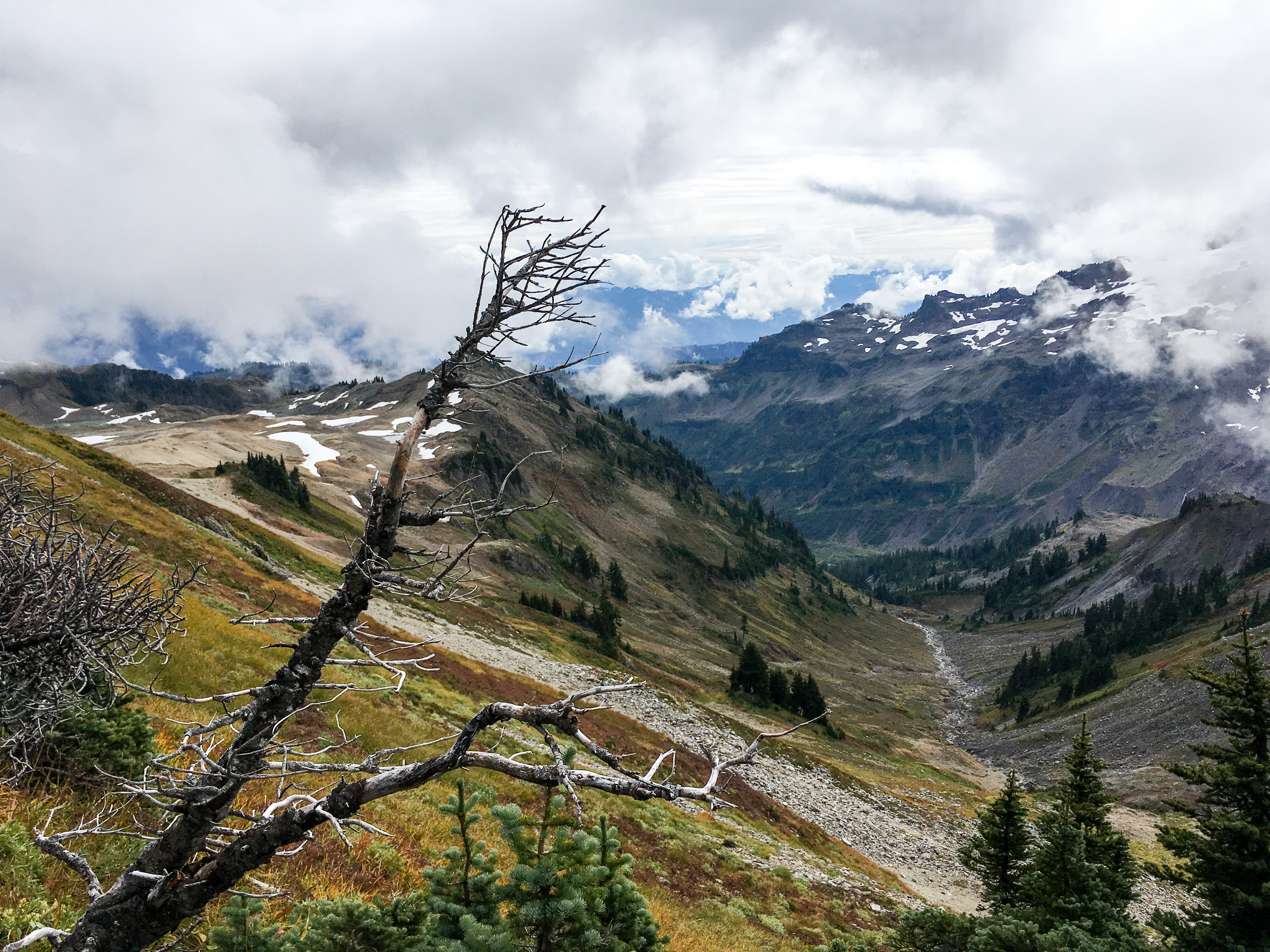 Weathered Tree, Ptarmigan Ridge