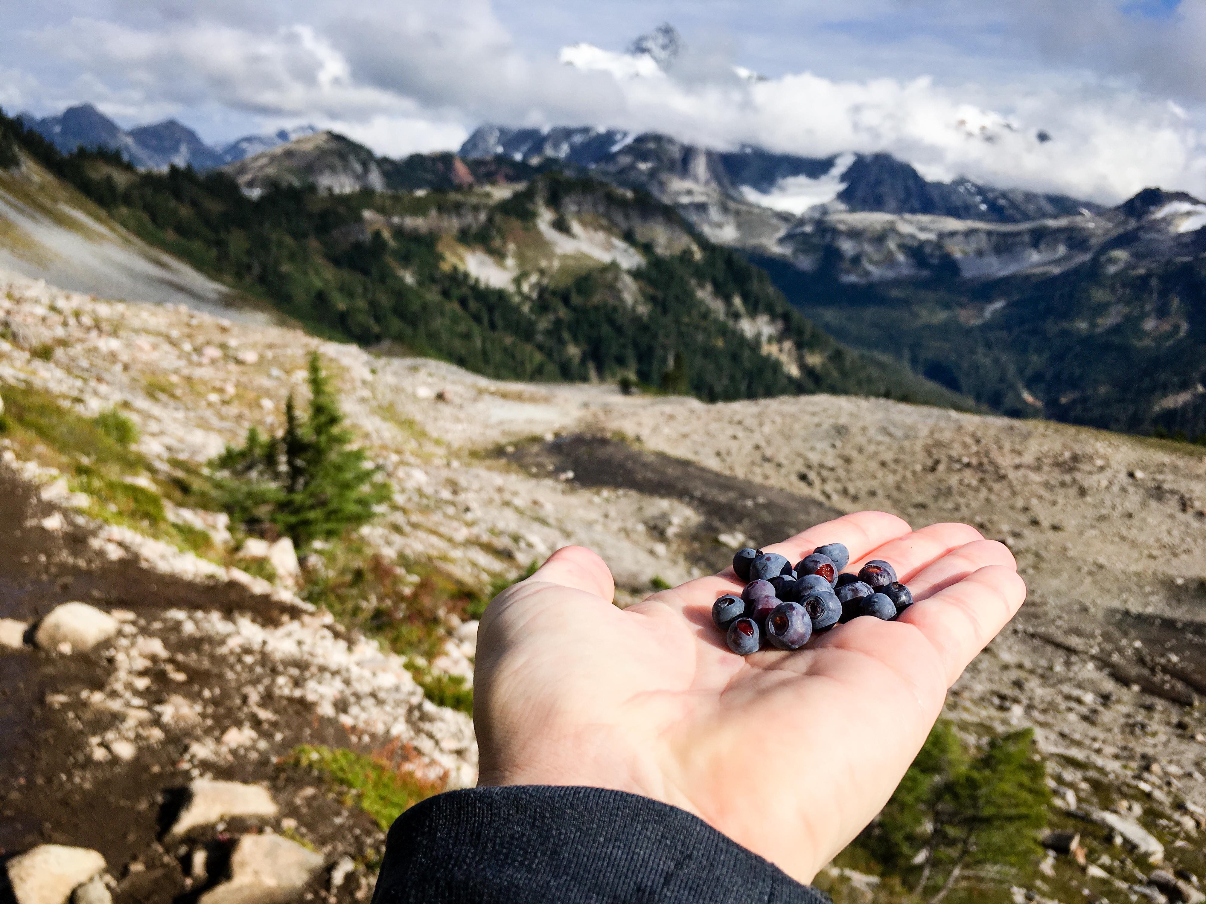 Huckleberries on Ptarmigan Ridge