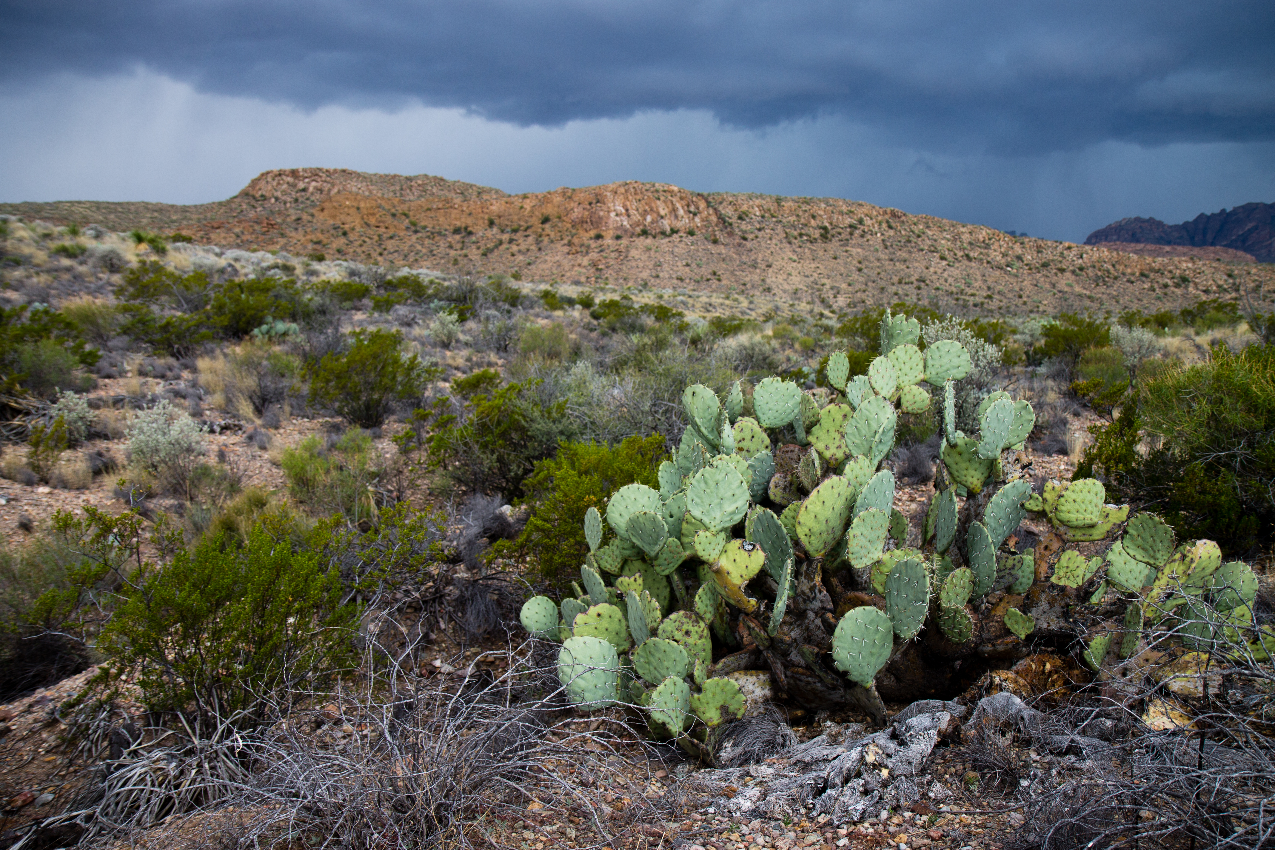Cactus and Distant Rain
