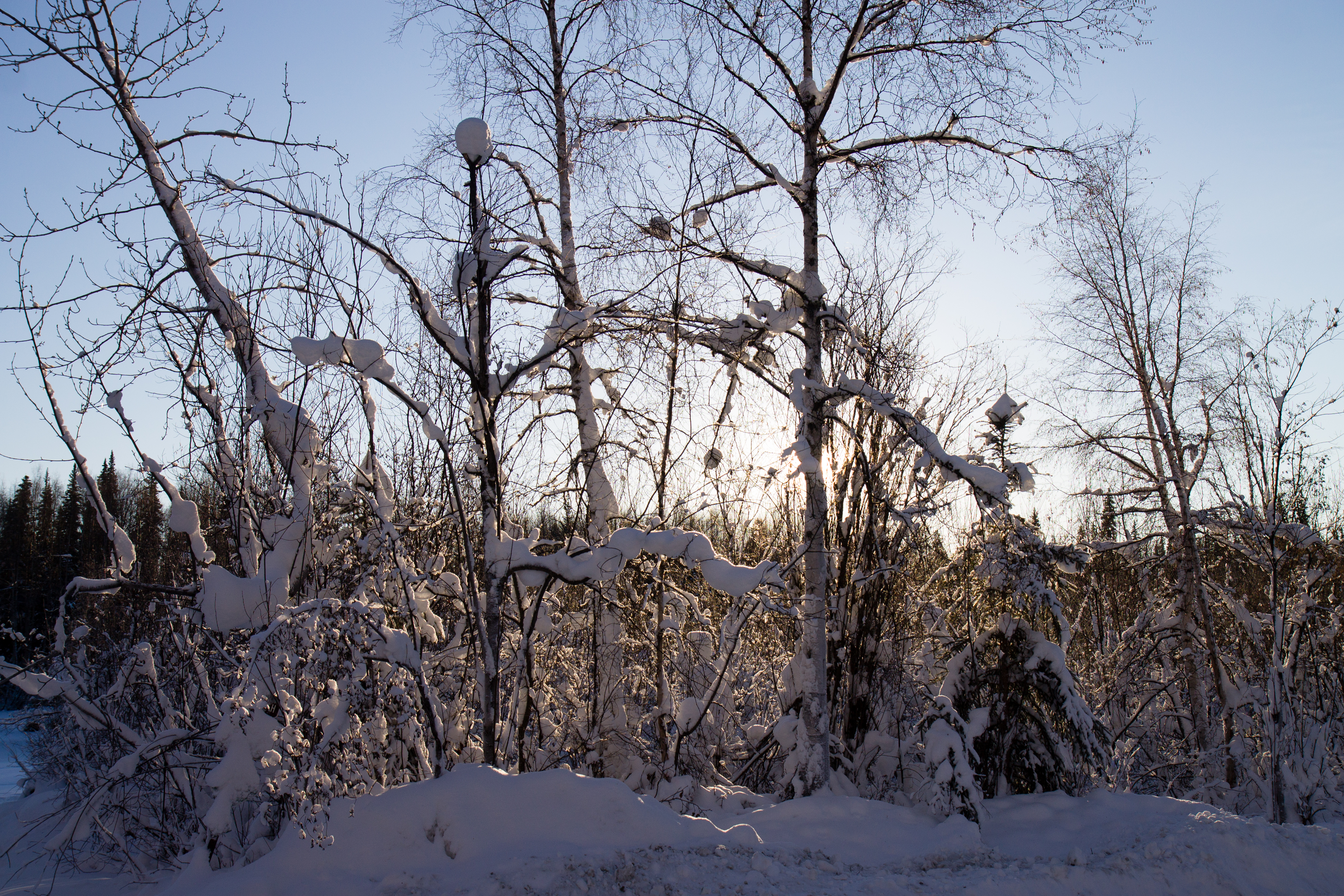 Snow Trees Low Sun