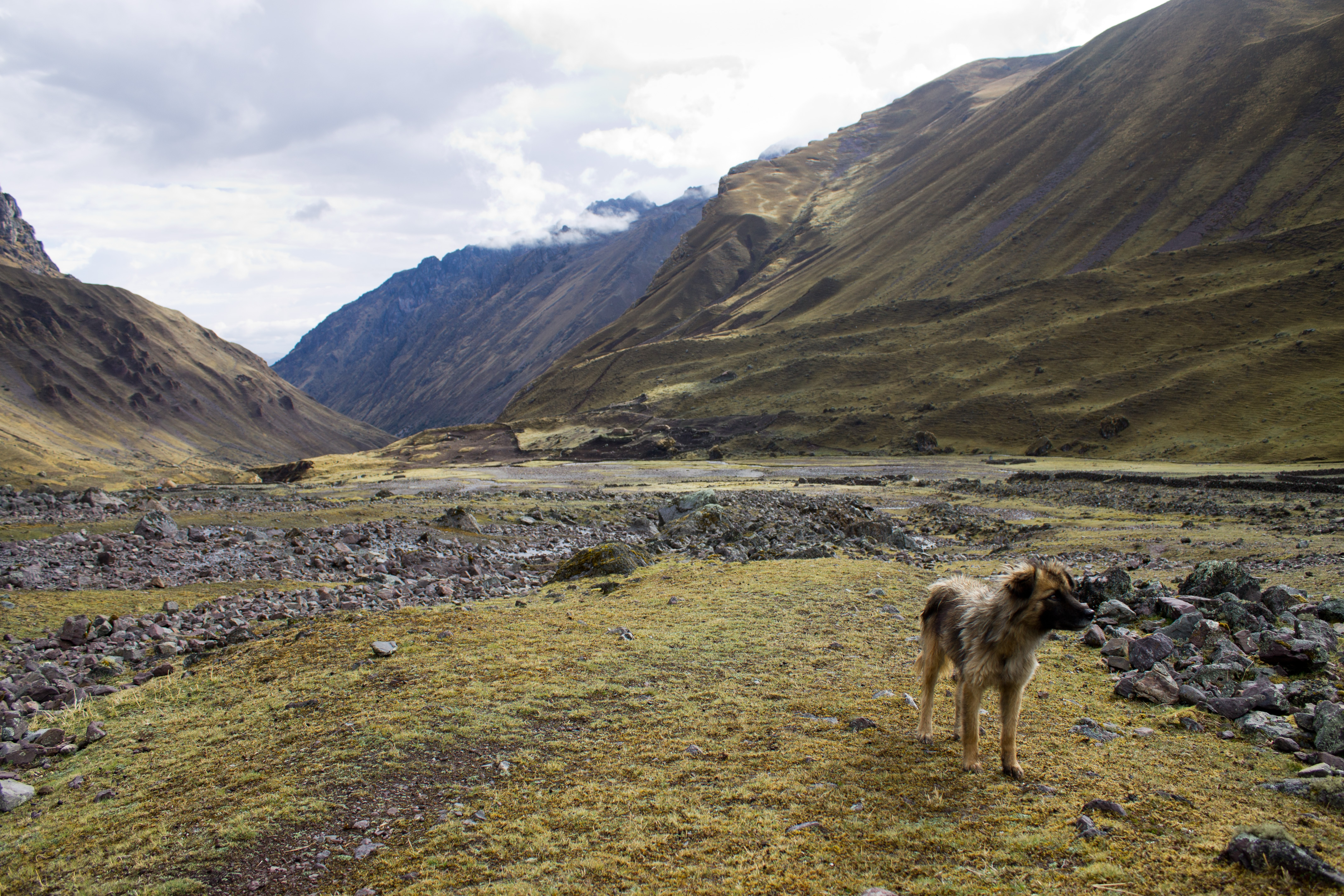 Cancha Cancha Dog, Peru