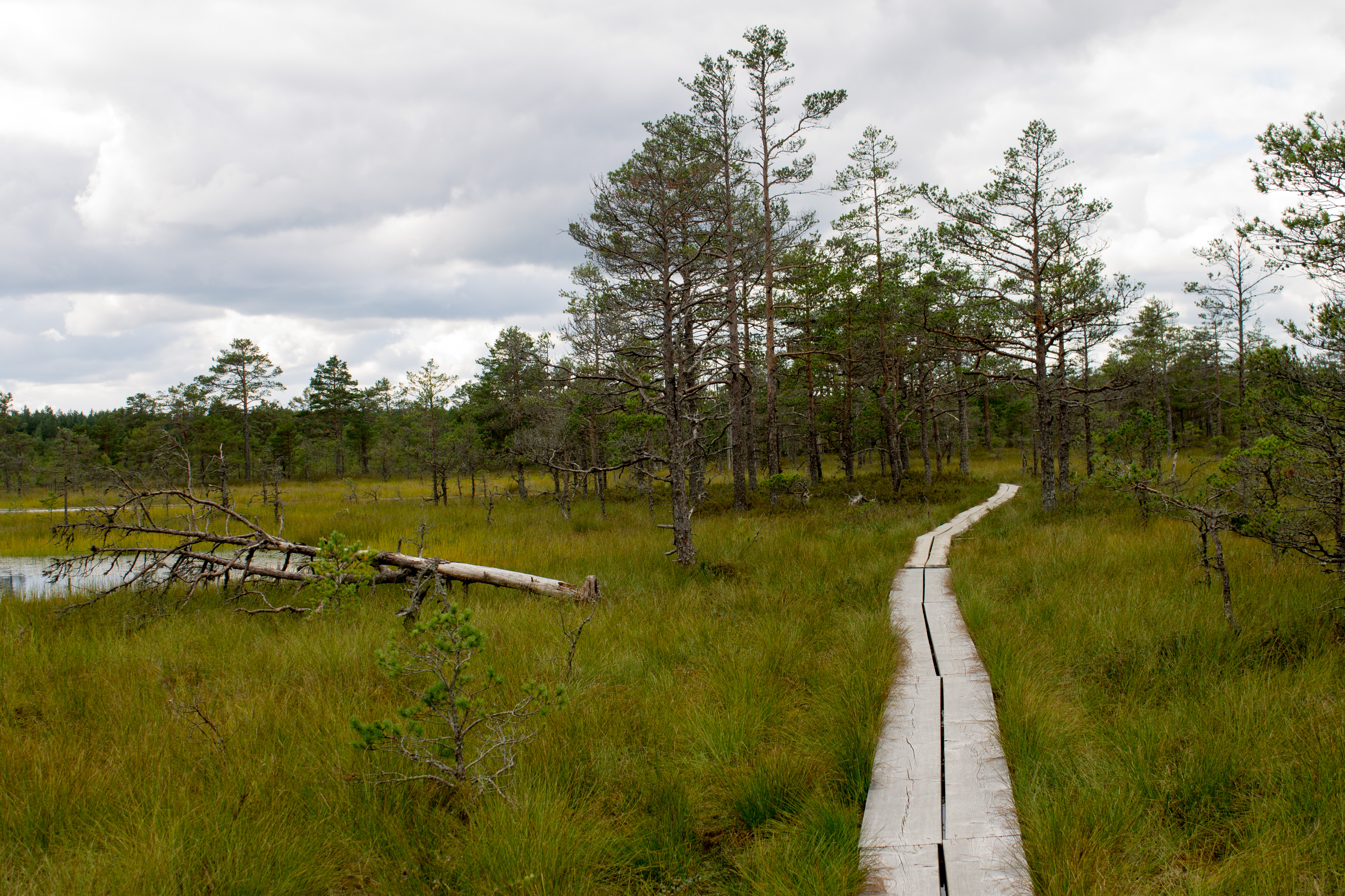 Viru Bog Trail