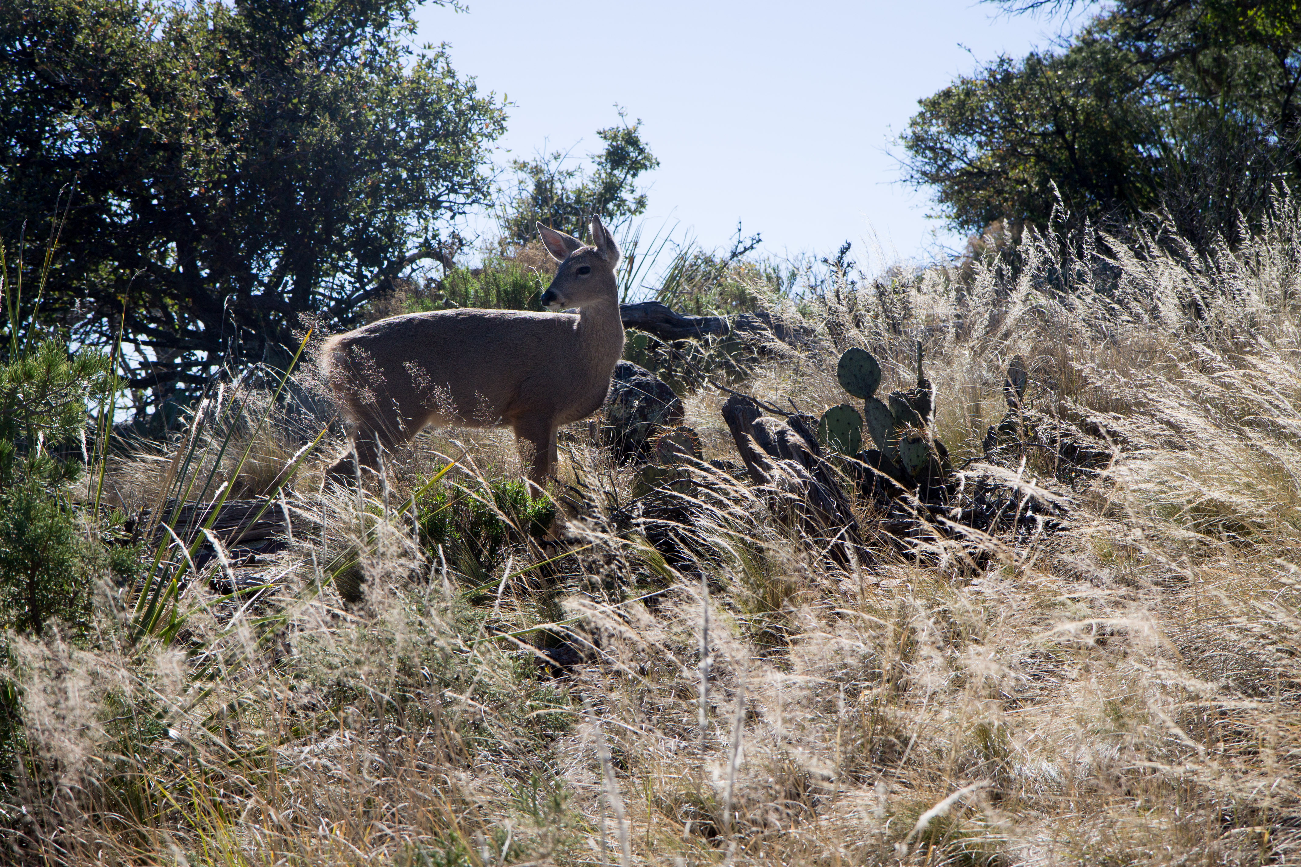 Big Bend Deer 2