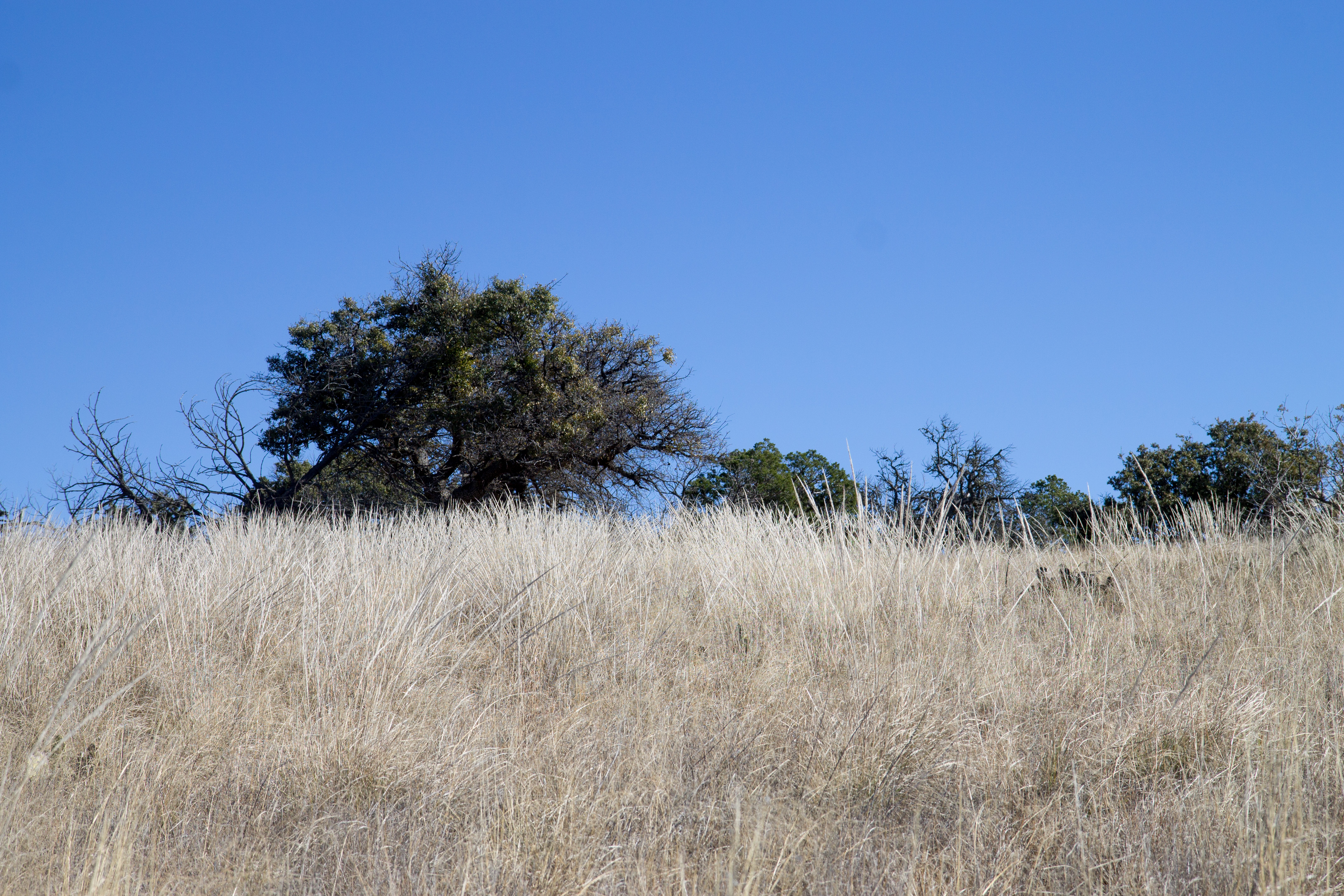 Meadow Near South Rim