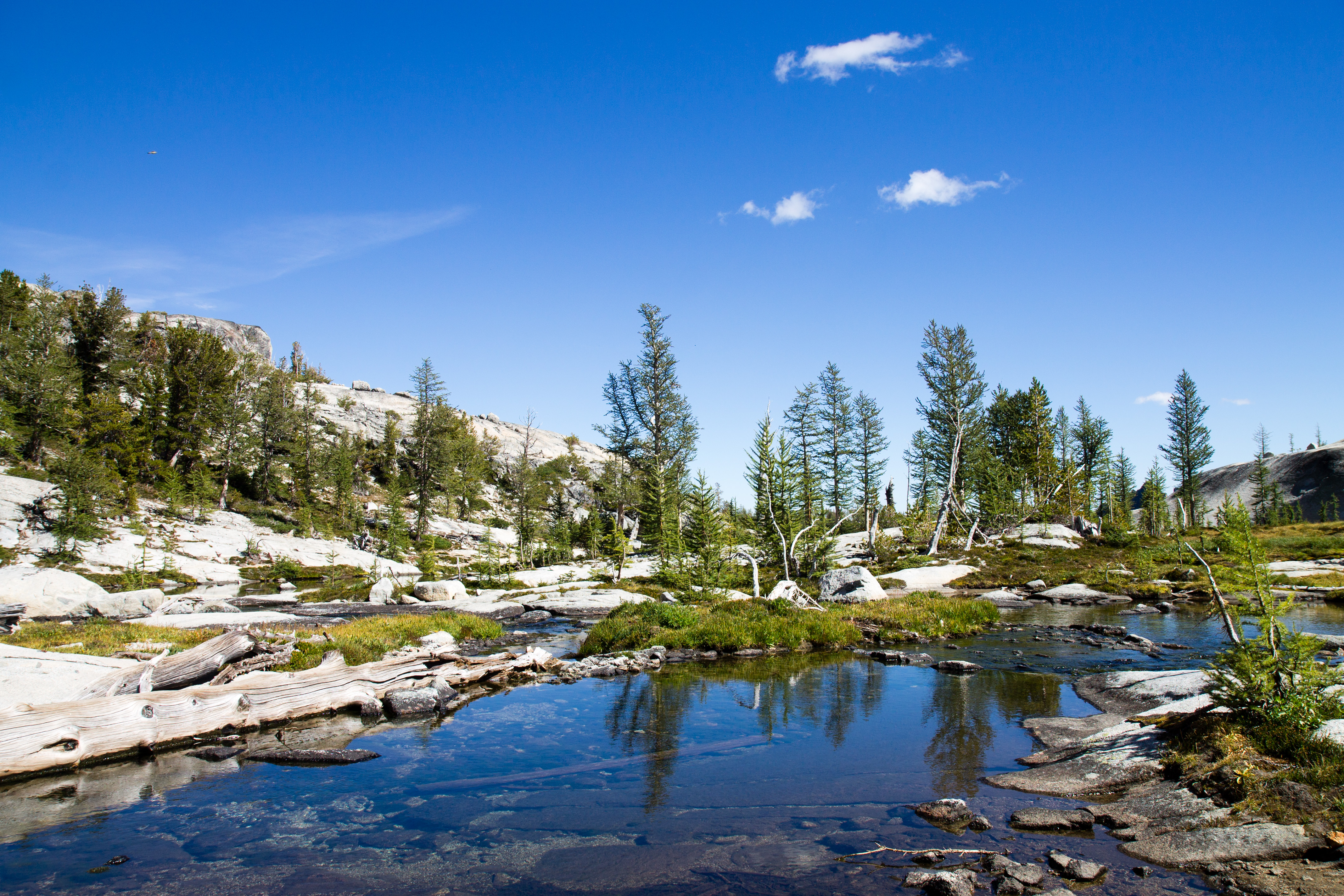 Enchantments Trees