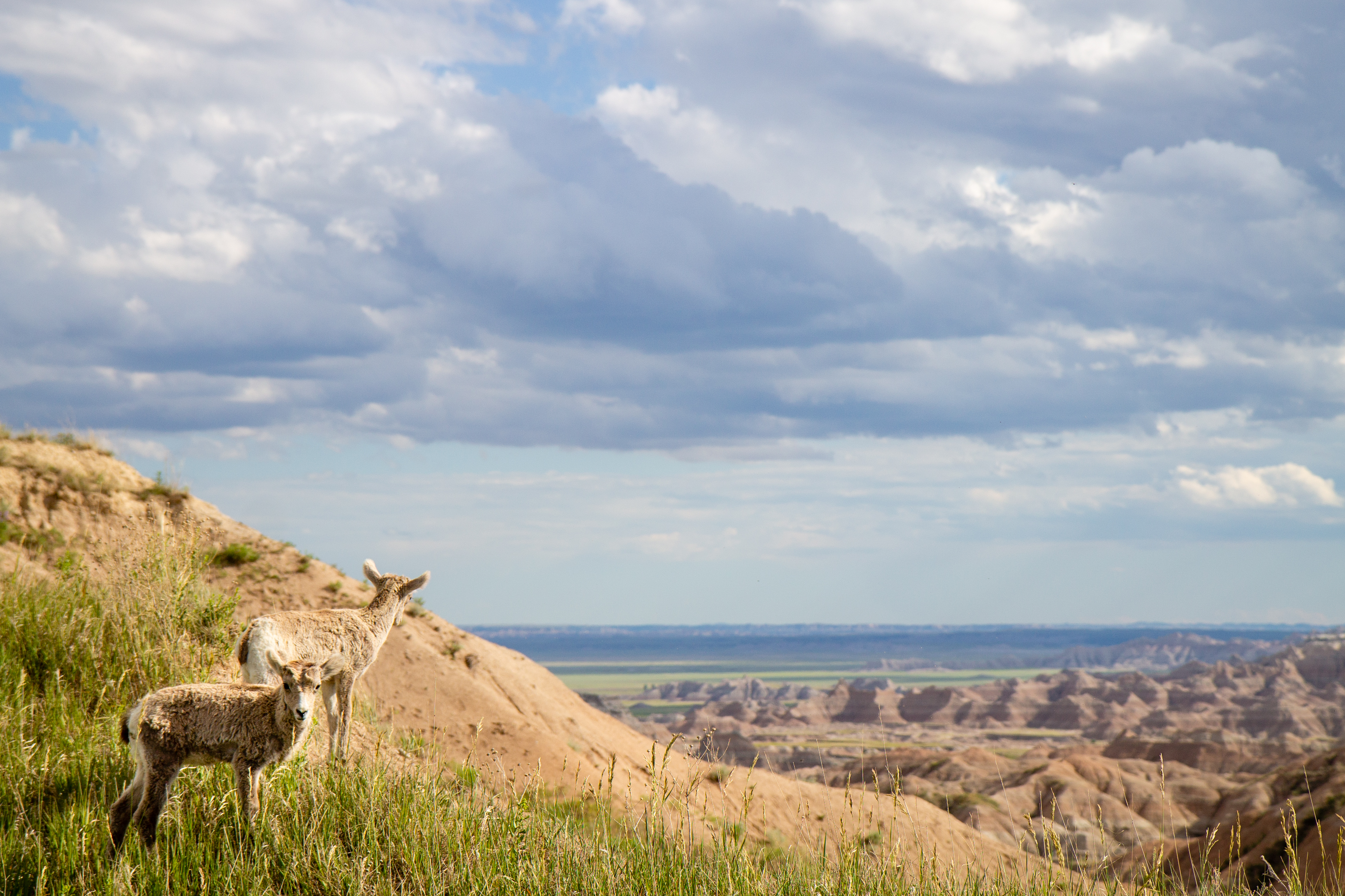 Big Horn Sheep Babies, Badlands, South Dakota
