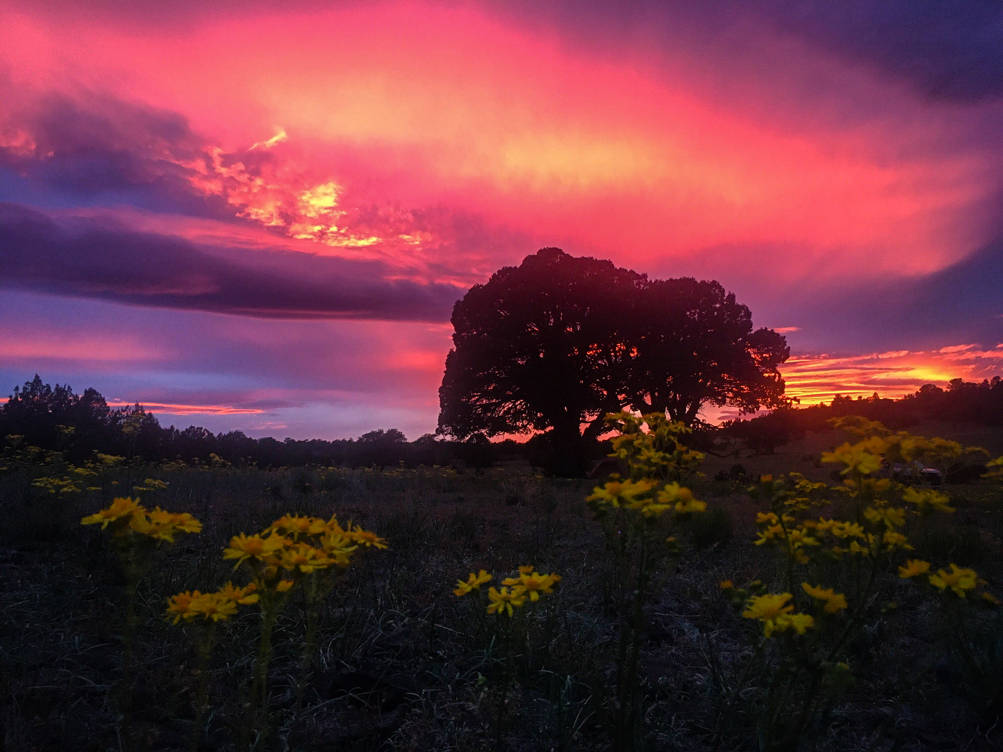 Coconino National Forest, Arizona