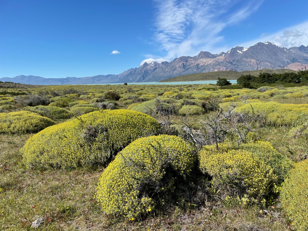 Pampas after Bahia de los Témpanos
